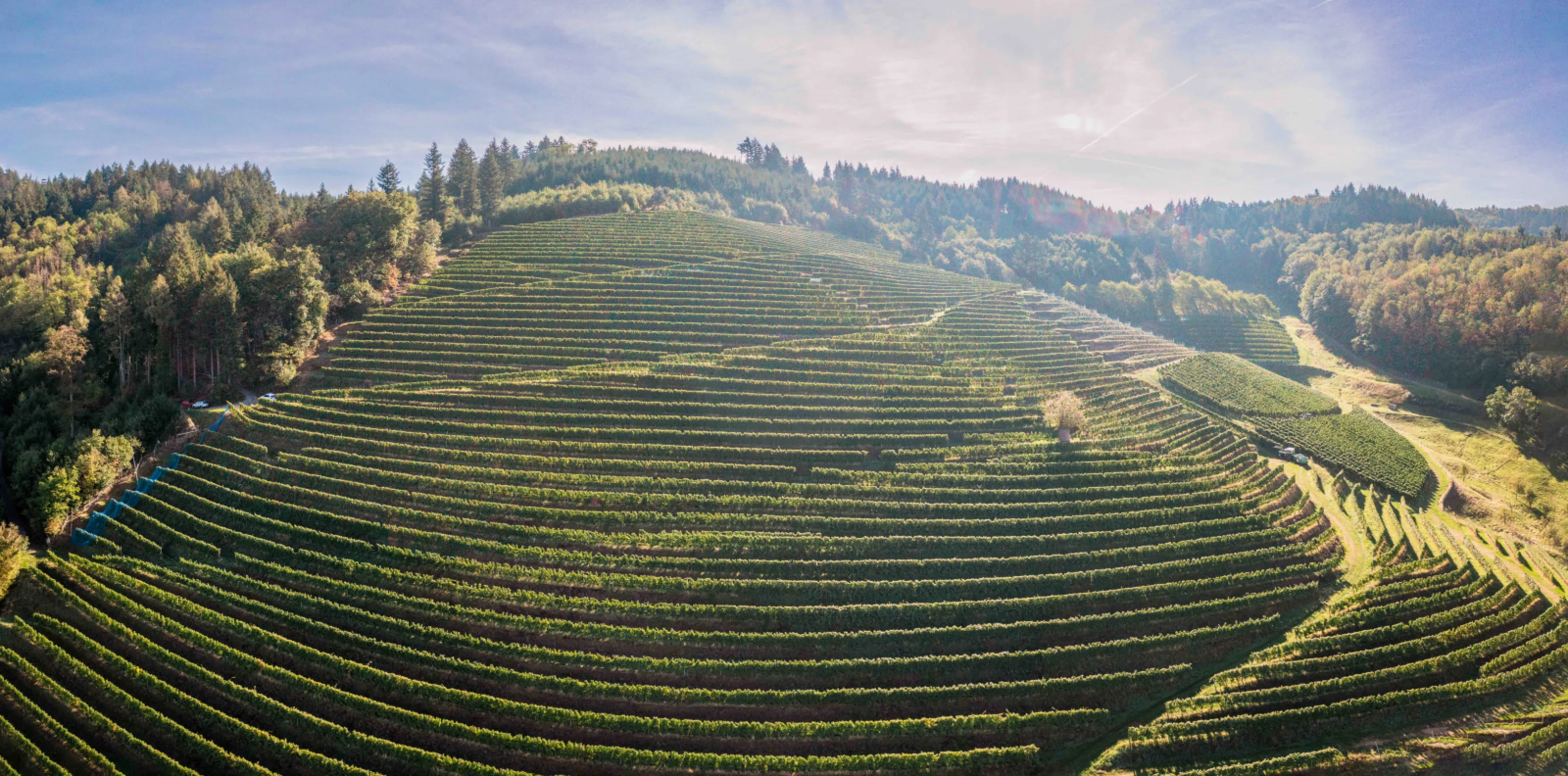 Our steep slopes in Oberkirch