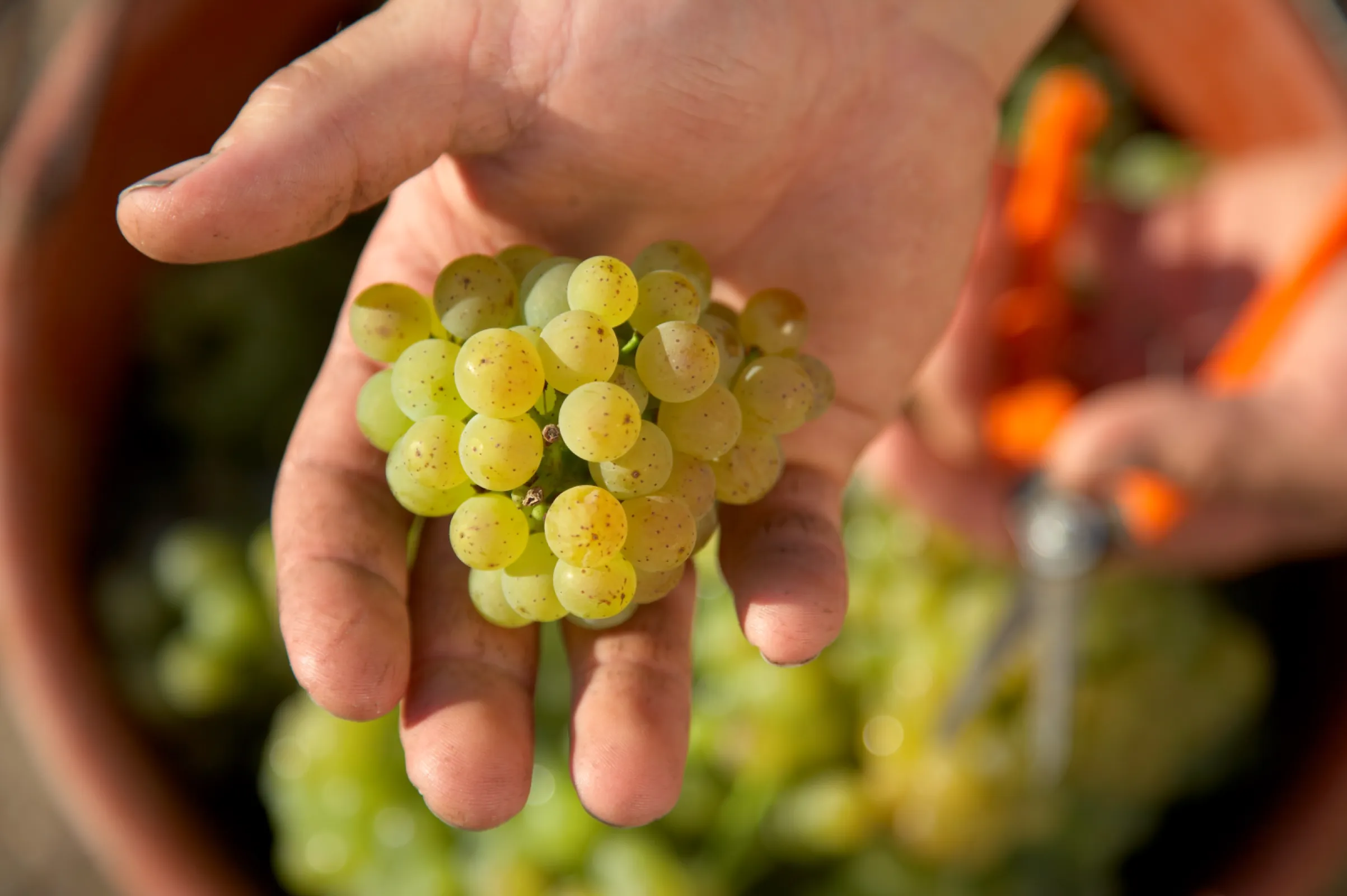 selective handpicking