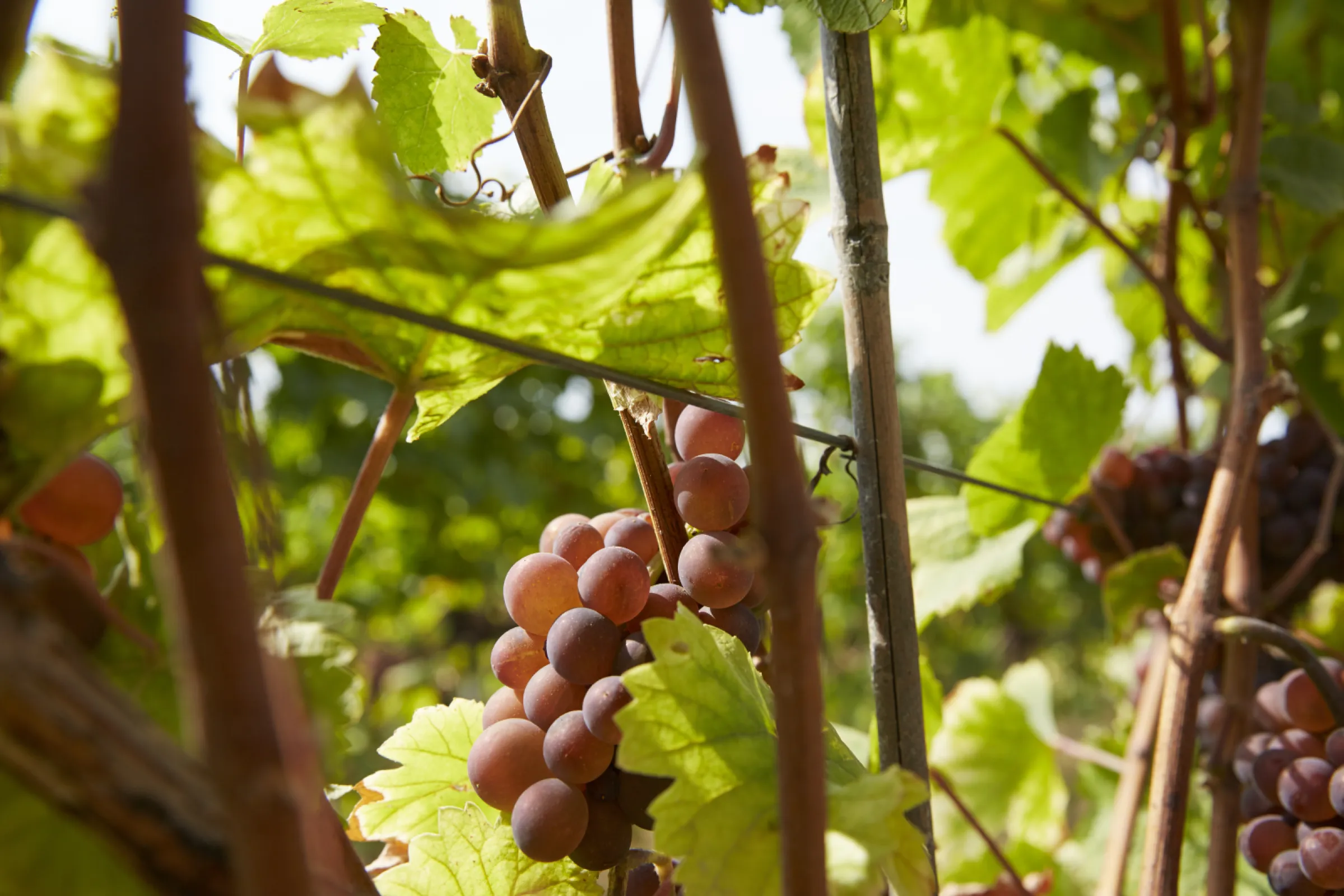 Pinot Gris on the vine