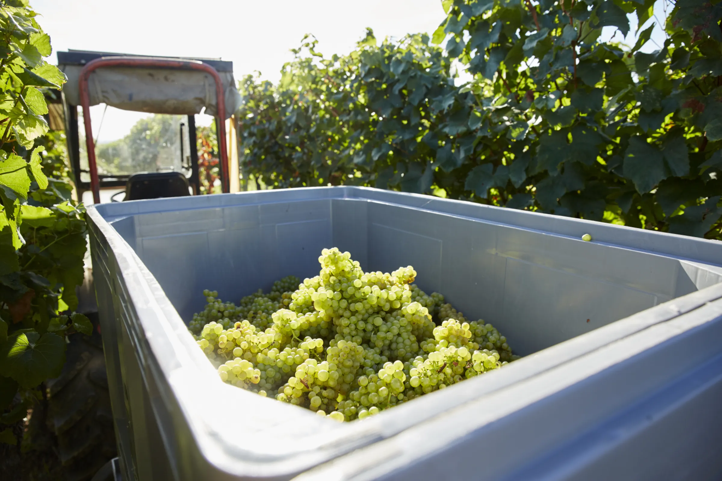 Tractor in the vineyard during the harvest