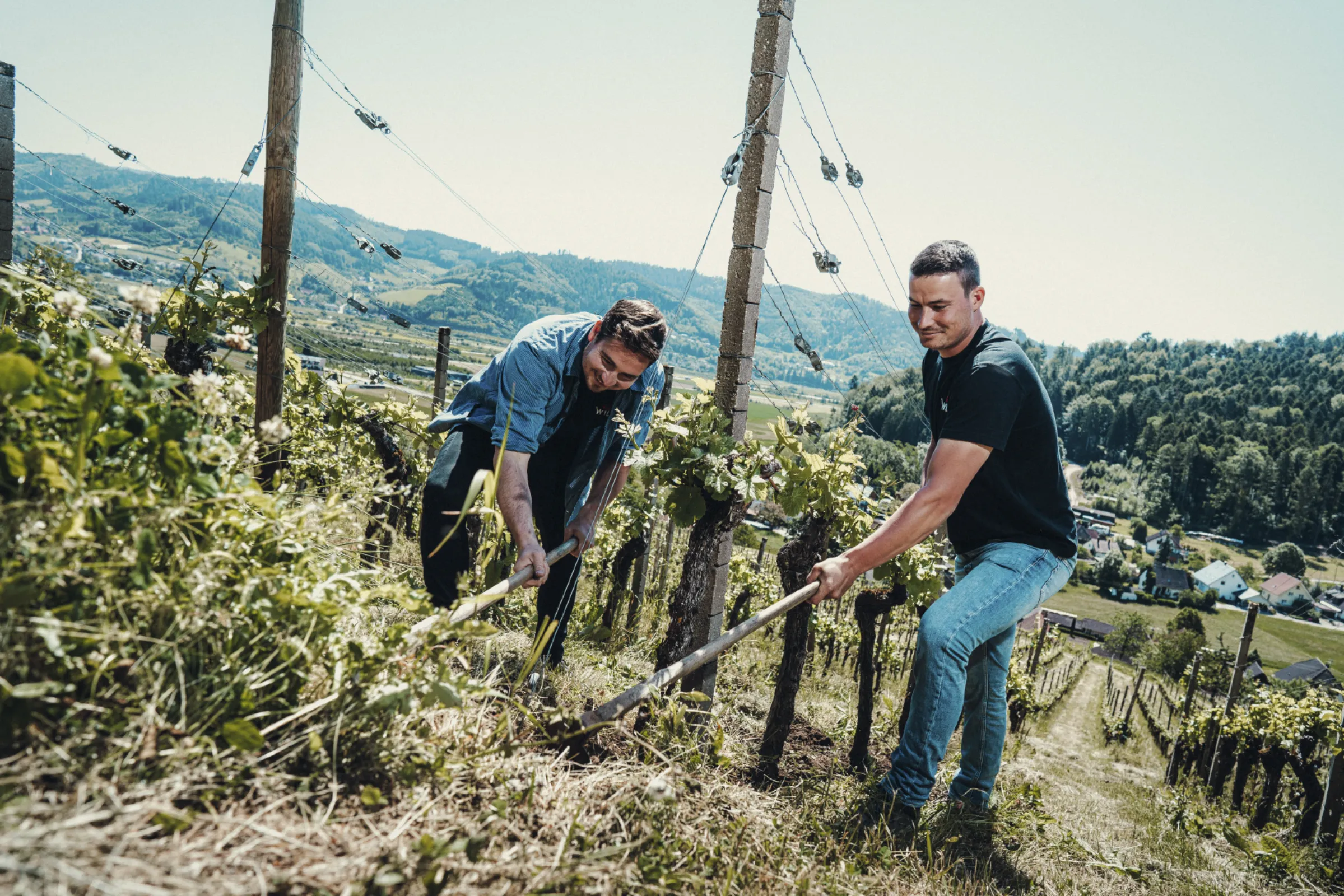 The Wild family operates several orchards and steeply sloping vineyards.