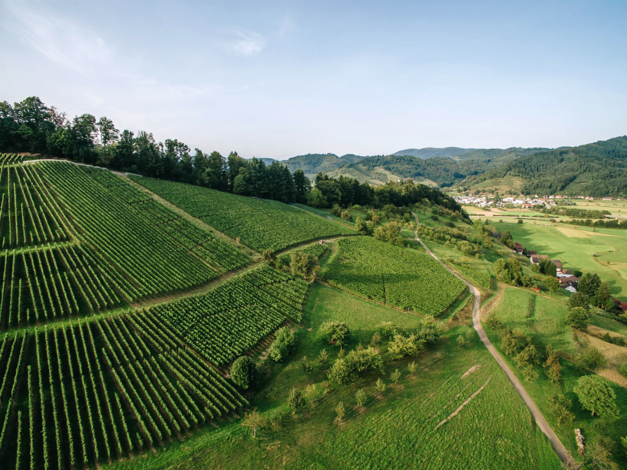 The Vordere Strohbacher Martinsberg is our local vinyard and also the only location that is based exclusively on loess and gneiss soils.