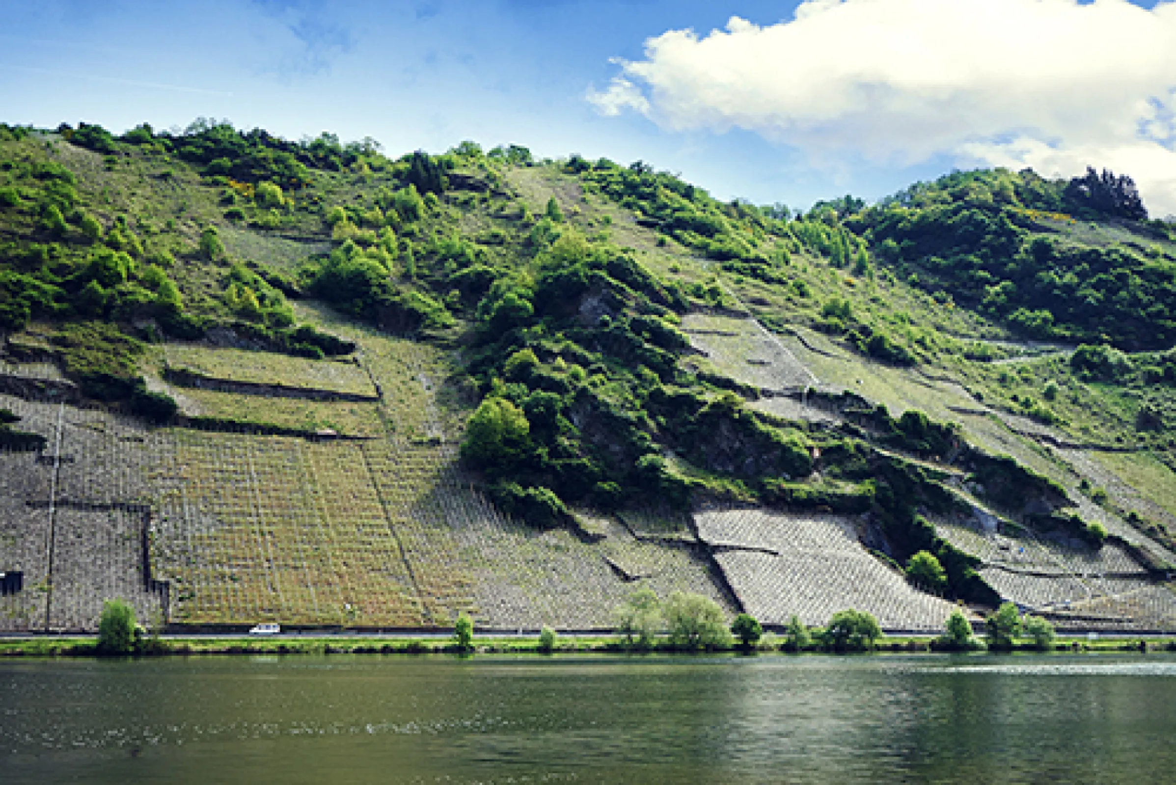 The steep slate slopes at the Middle Mosel of Villa Huesgen