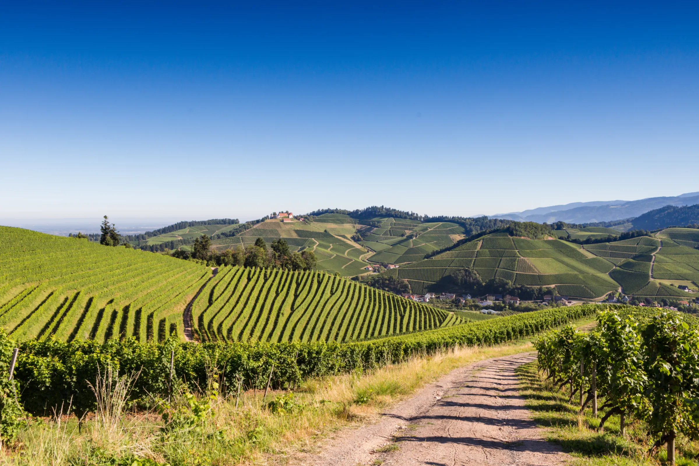 Landscape Durbach - winegrowing region Baden