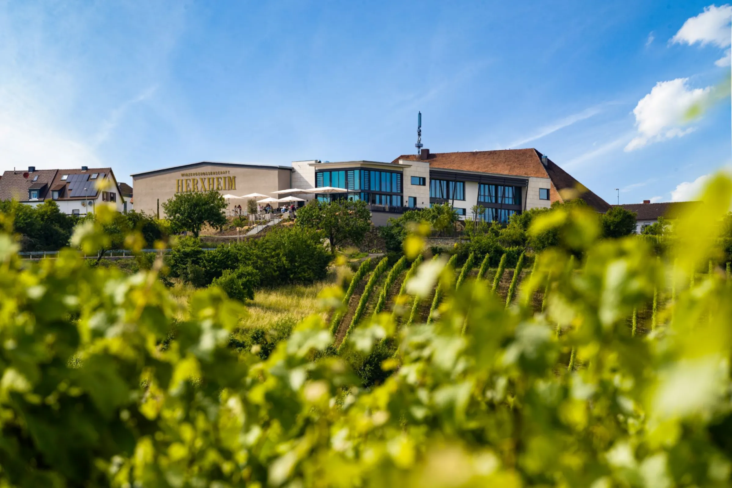 Winzergenossenschaft Herxheim am Berg eG - winegrowing region Pfalz (Palatine)
