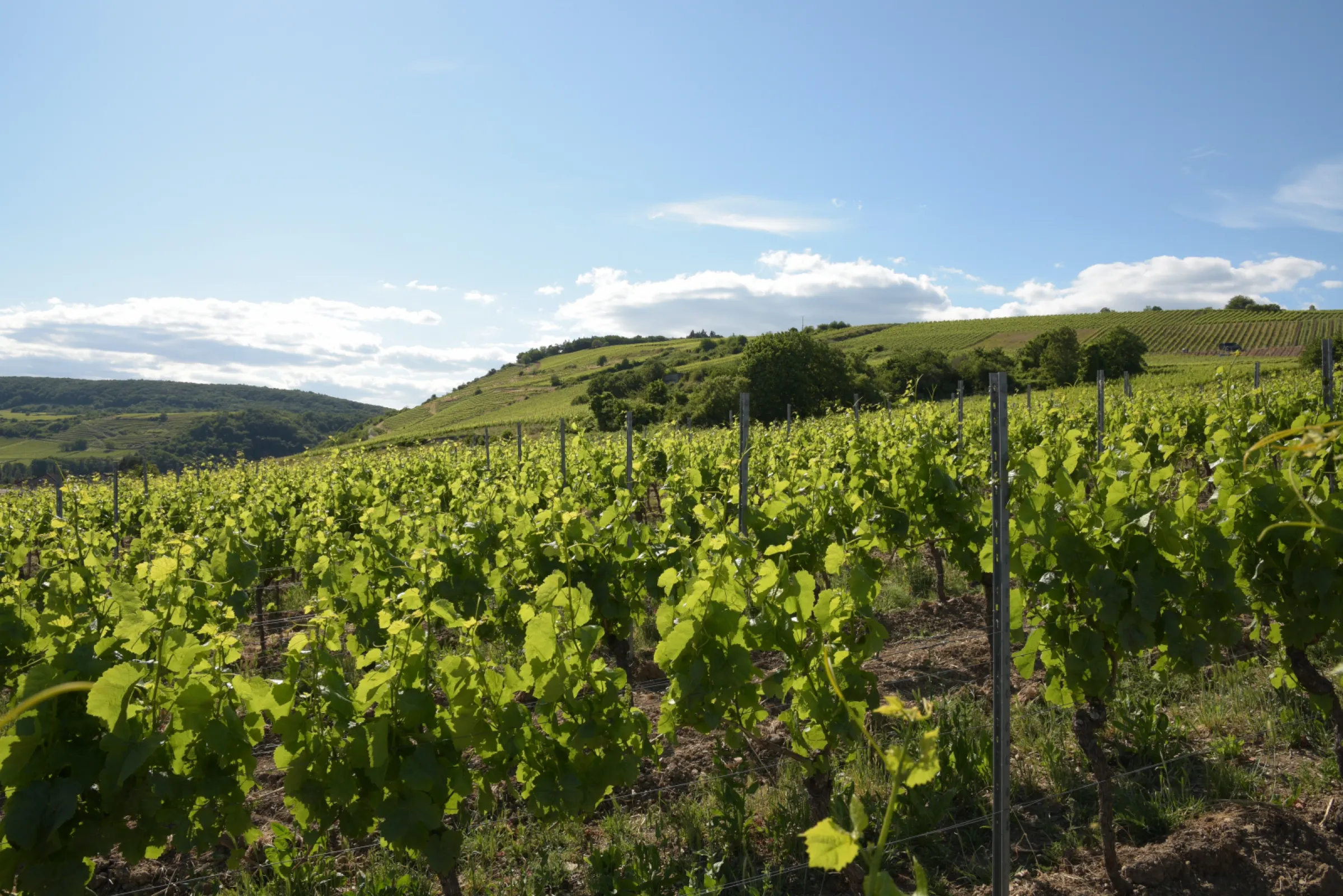 Binger Scharlachberg our Grand Cru Single Site in Bingen