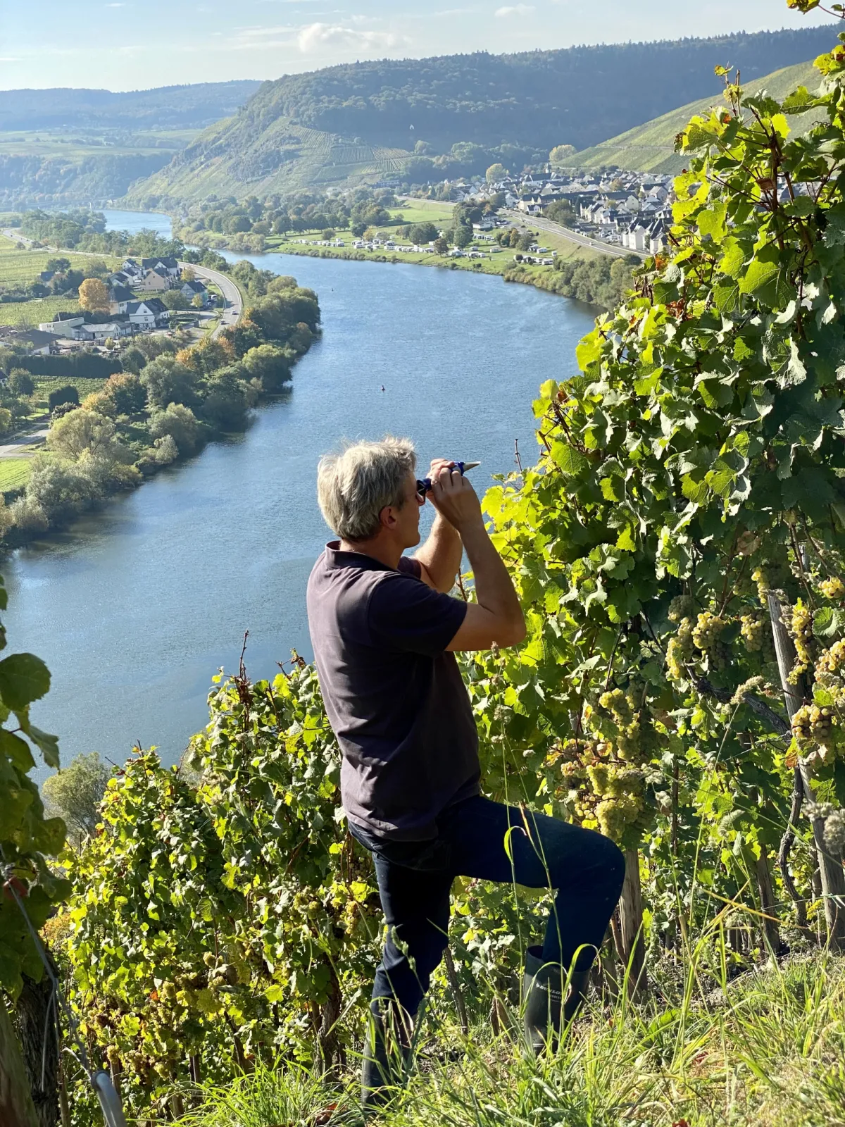 Nick during the ripeness check in the Klüsserather Bruderschaft vineyard