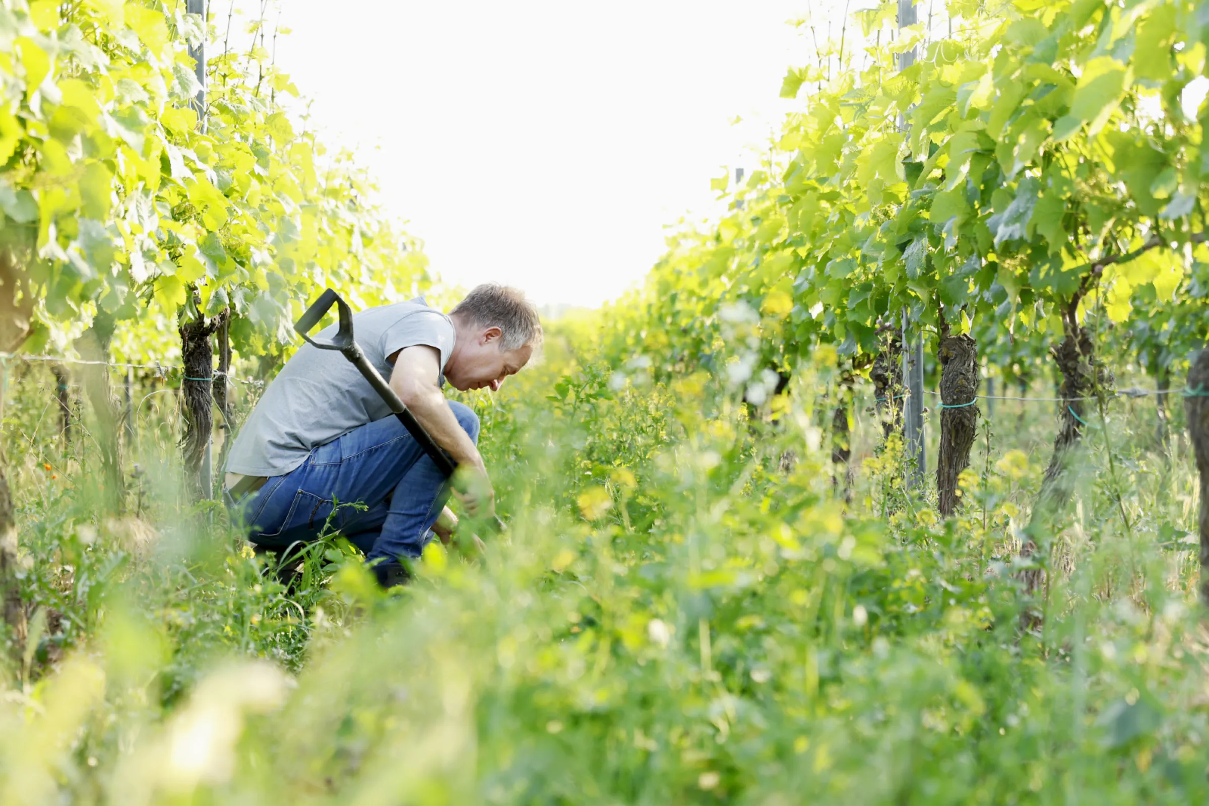 Organic and regenerative farming - Sustainability at the Steitz estate extends beyond organic certification. Christian has embraced regenerative agriculture.
