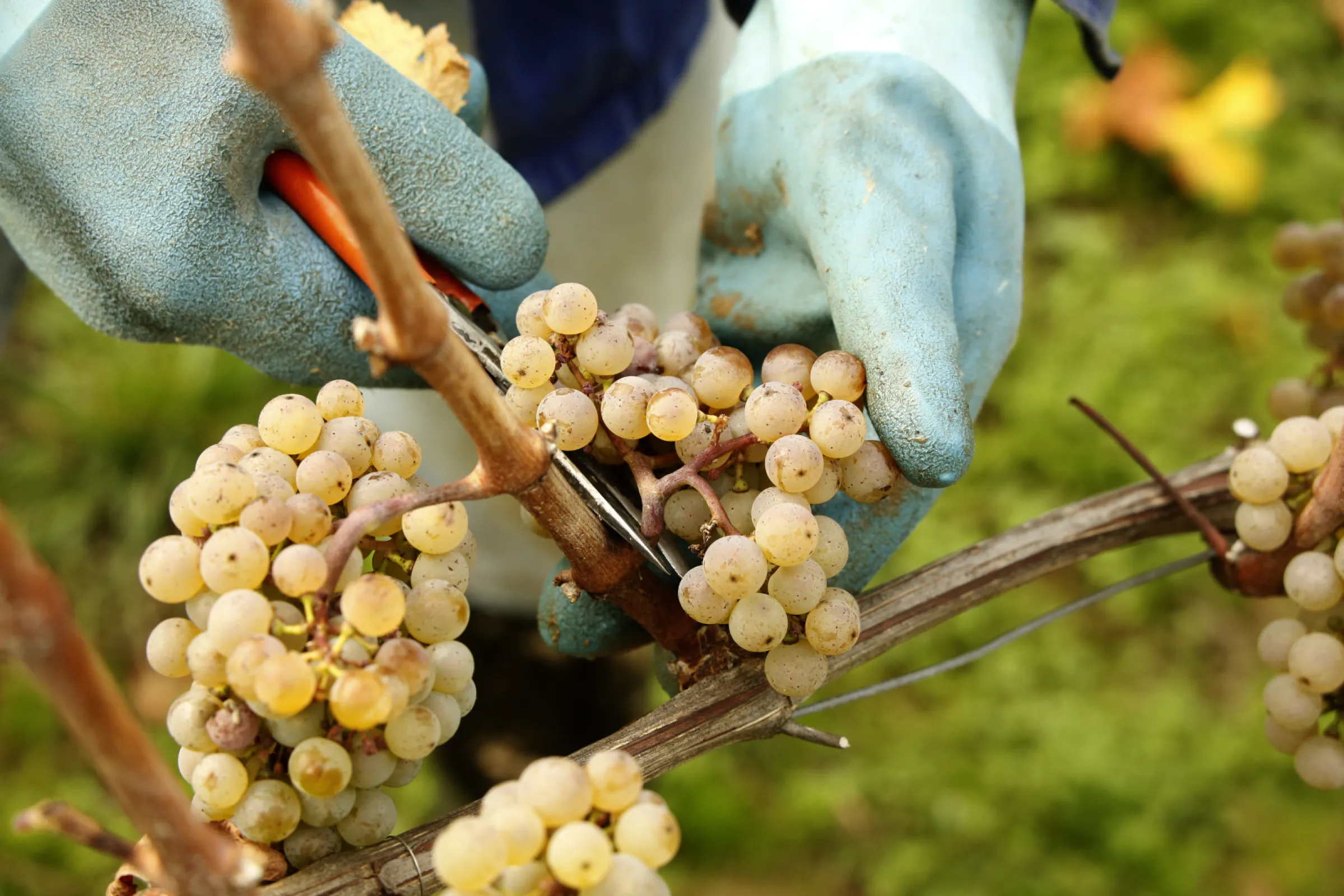 Riesling - The estate’s soul reveals itself in cool, mineral Rieslings - quiet reflections of wind, volcanic stone, and time.