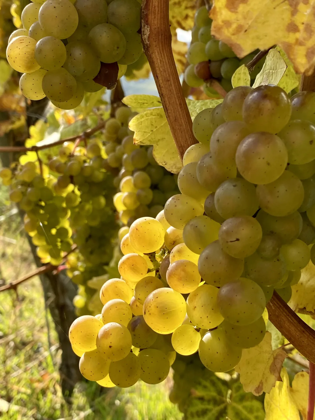 Leiwener Laurentiuslay