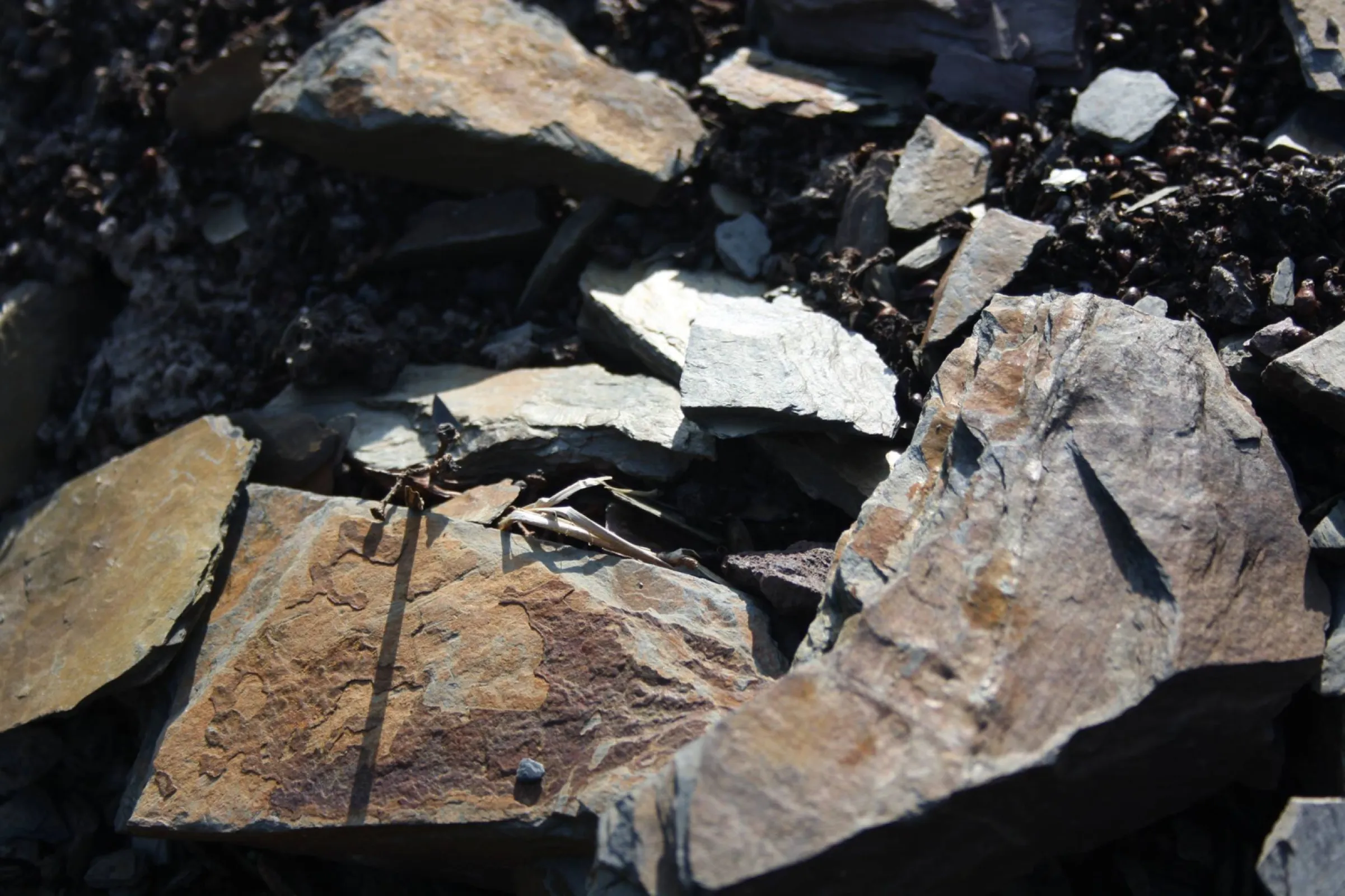 Leiwener Laurentiuslay - Blue Devonian slate