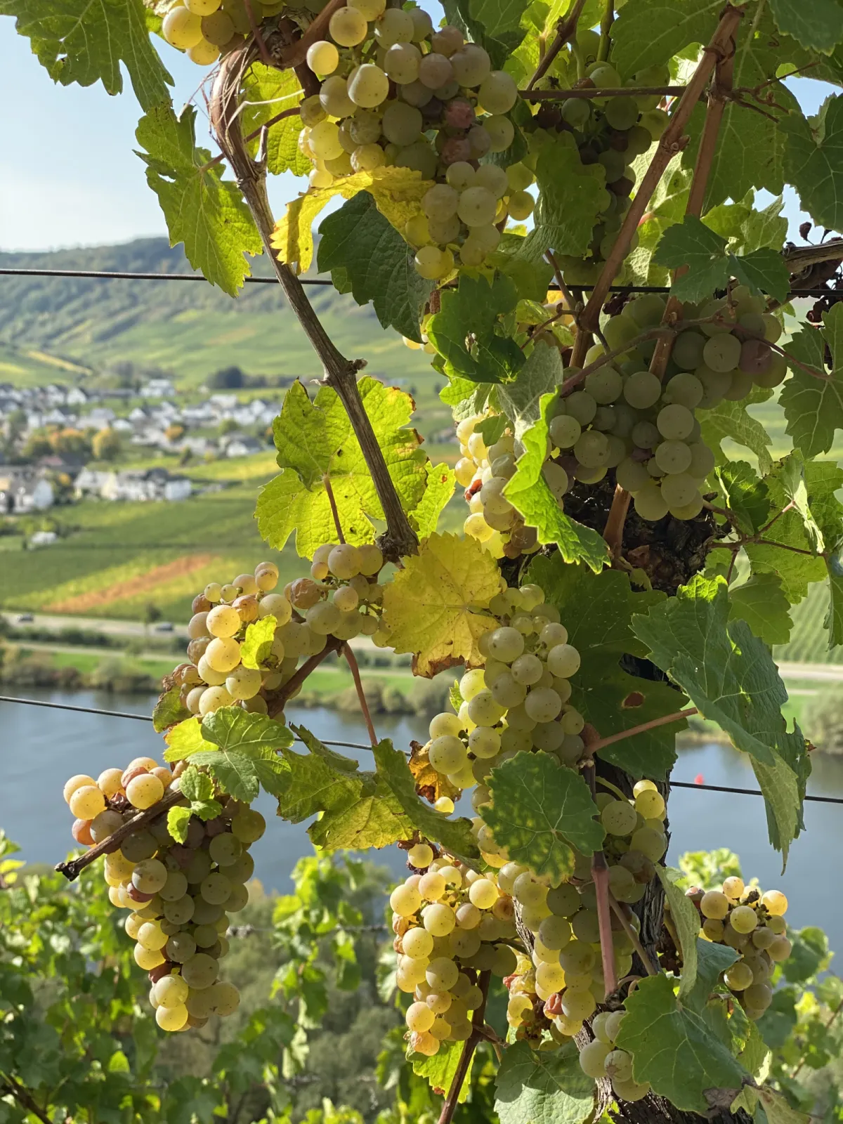 Leiwener Laurentiuslay