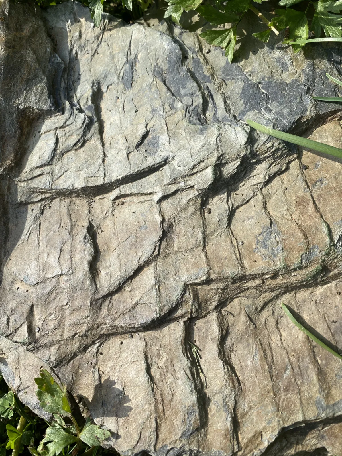Shapes the aroma of our cool-climate Rieslings: blue Devonian slate, 400 million years old.