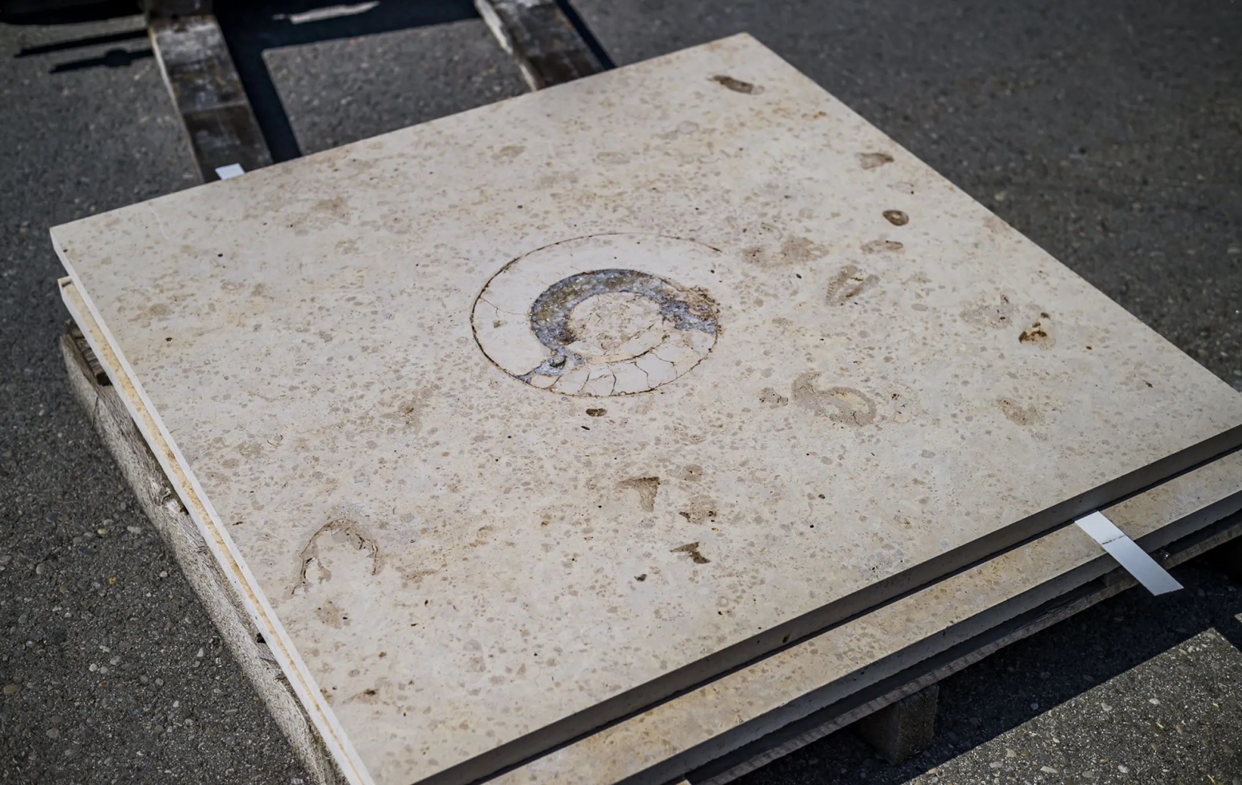 JURA Limestone typical fossilised feature