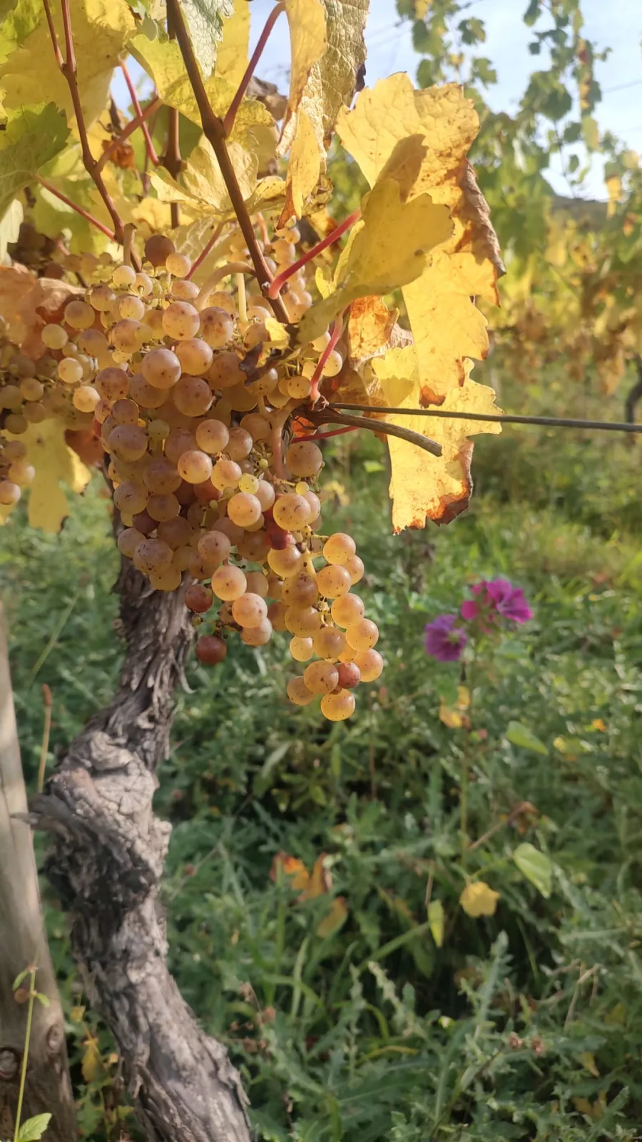 Riesling grape