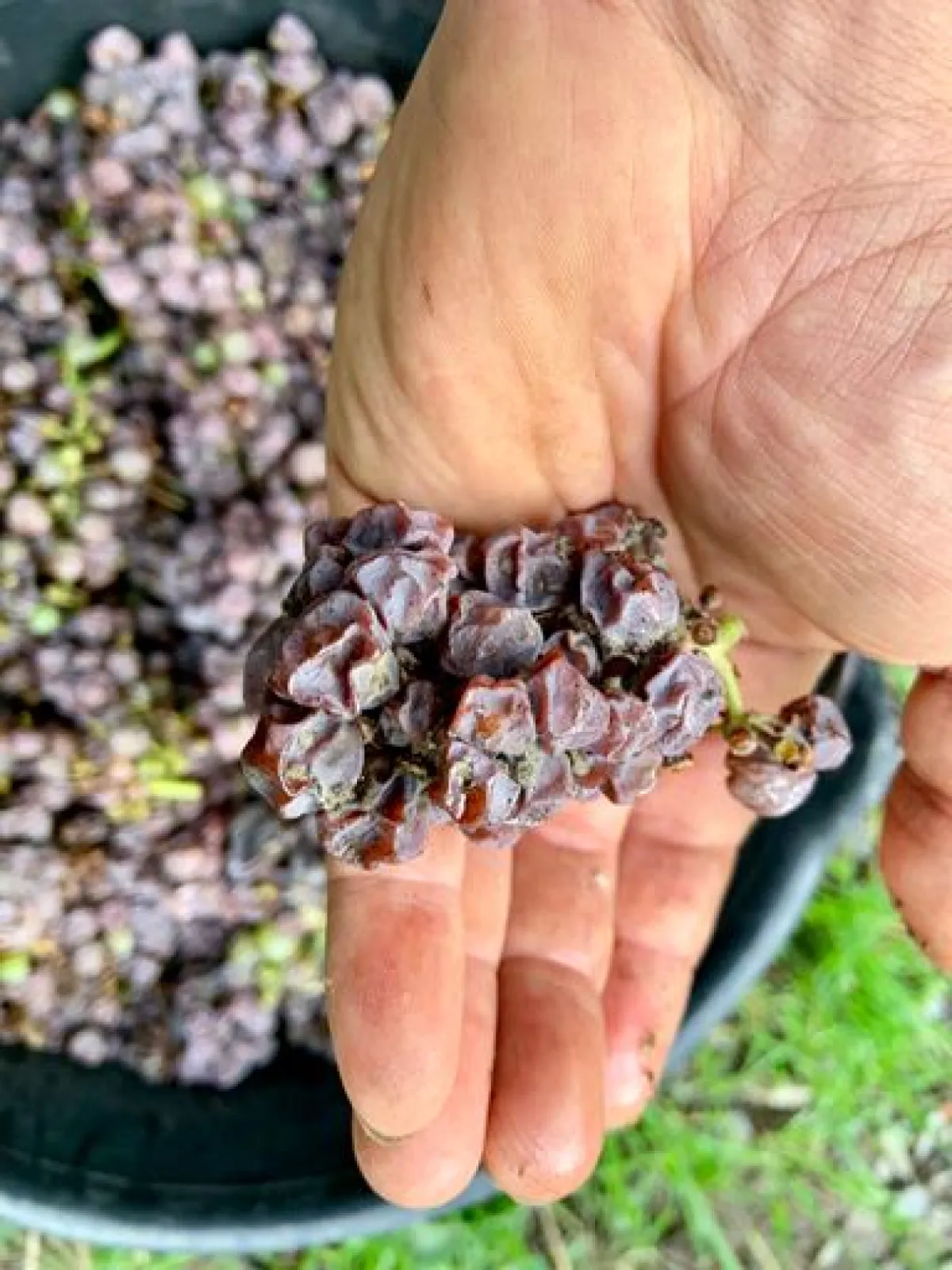 botrytis material for Trockenbeerenauslese