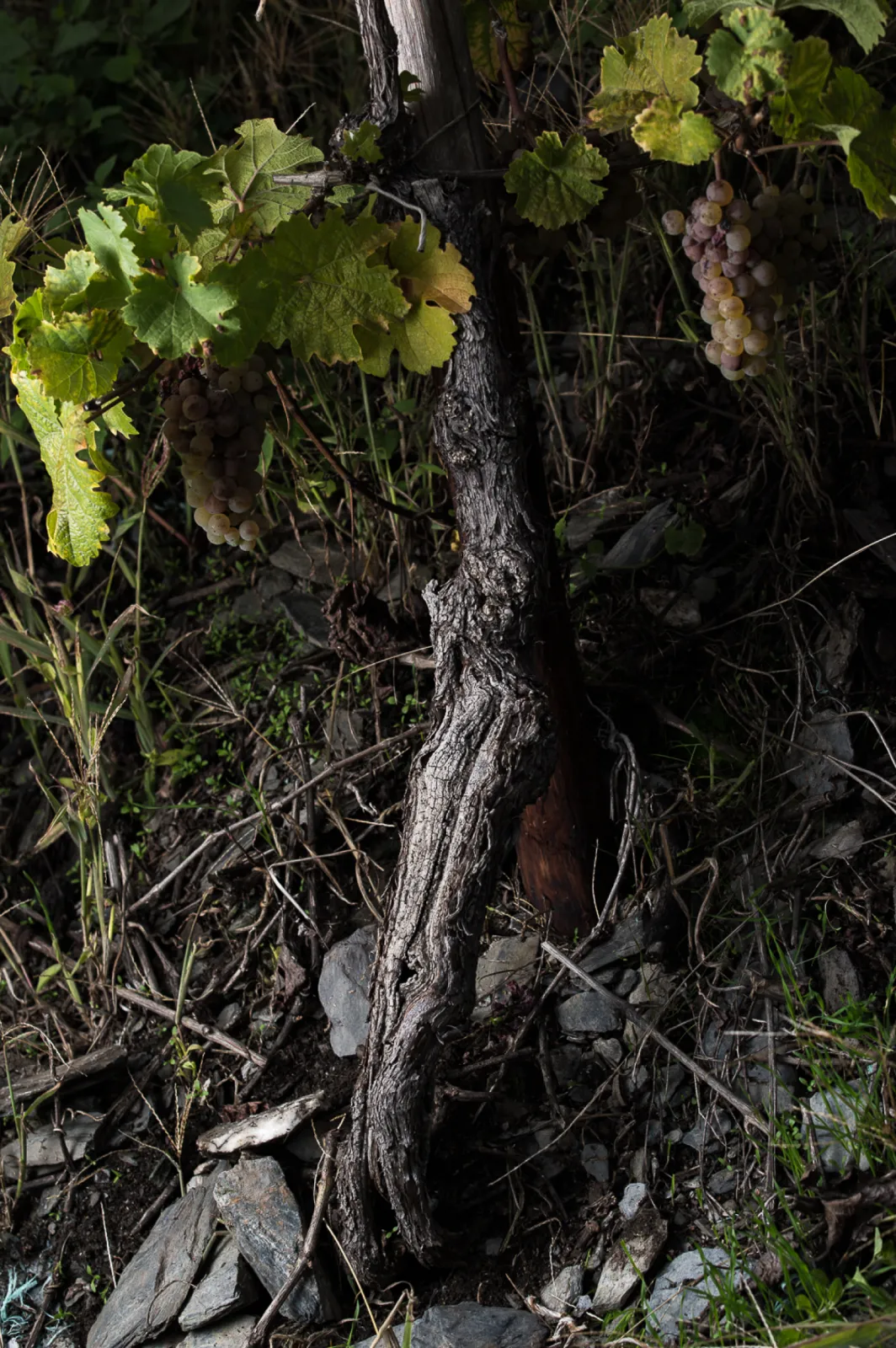 old ungrafted Riesling rootstock