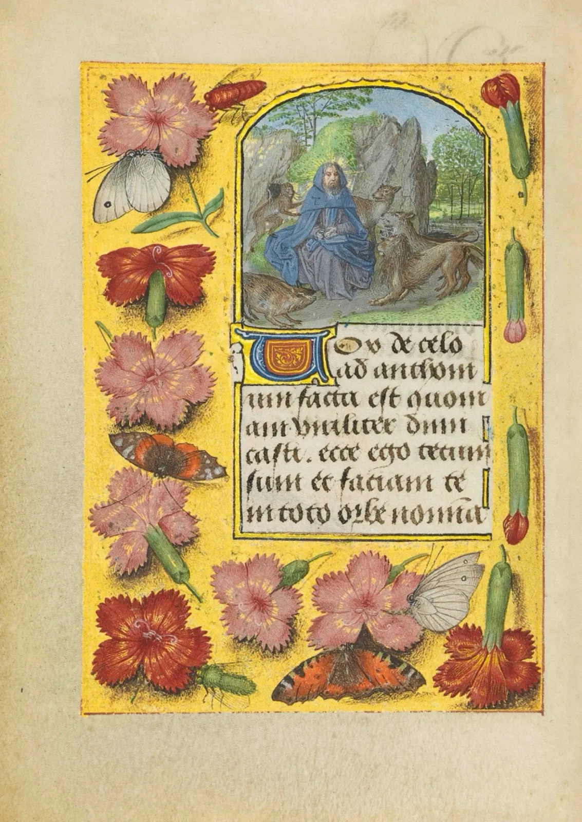 Fol. 36v: Antonius Abbas is resting at the foot of a rock, inquisitive wild animals have gathered around him, and a pig – often depicted together with him – is looking up at him from the left foreground. The miniature above the saint’s suffragium is surrounded on all sides by a trompe-l’oeil border, which had not originally been present but was added later to accommodate changes in the sense of style. Blossoms and buds appear to be strewn on the golden backdrop, on which they also cast shadows.