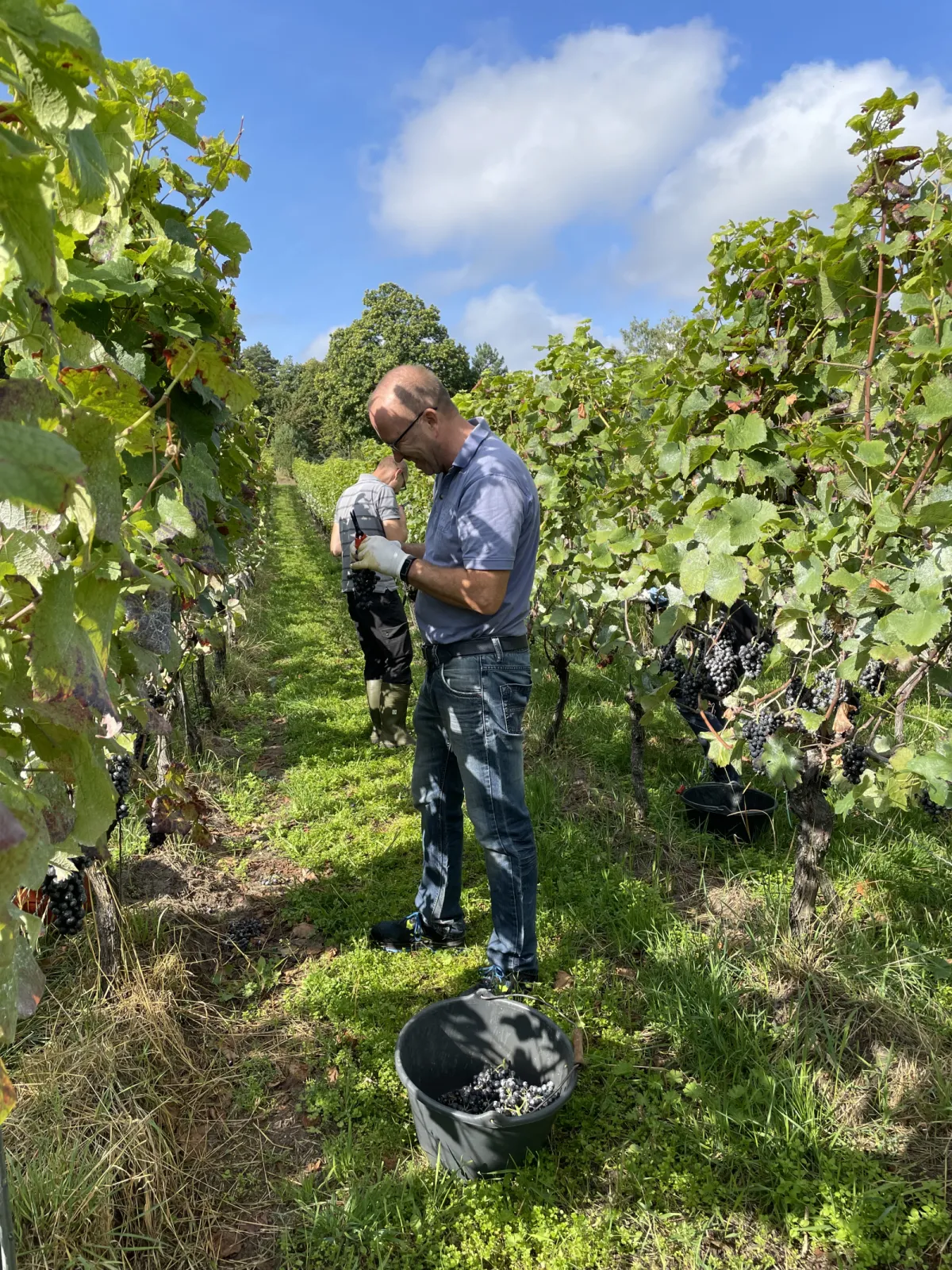 Klaus Küsters in our vineyards