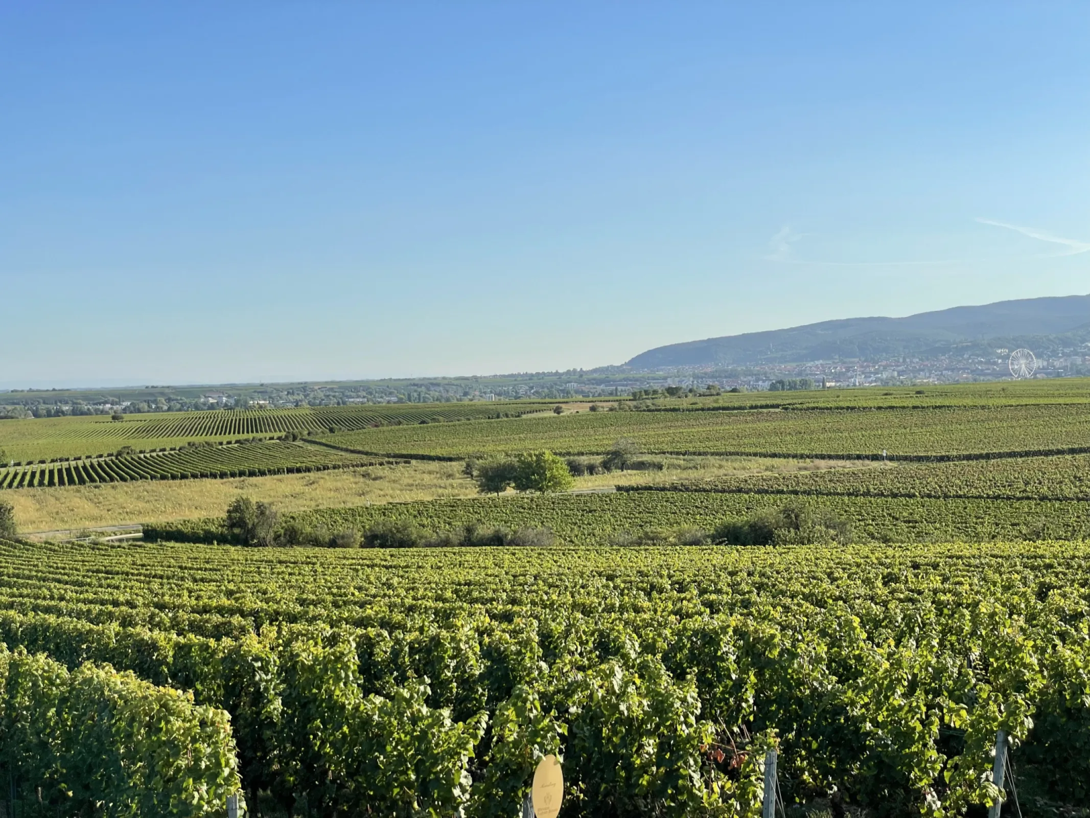 Palatinate vineyards