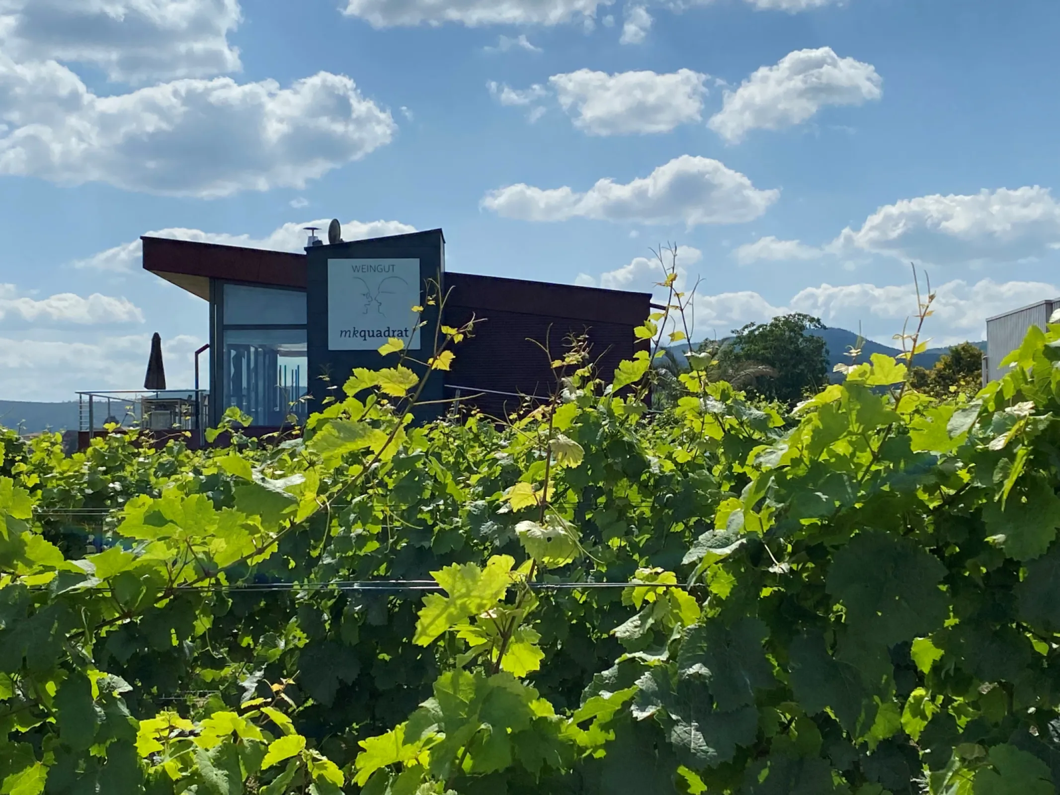 Our winery in the vineyards