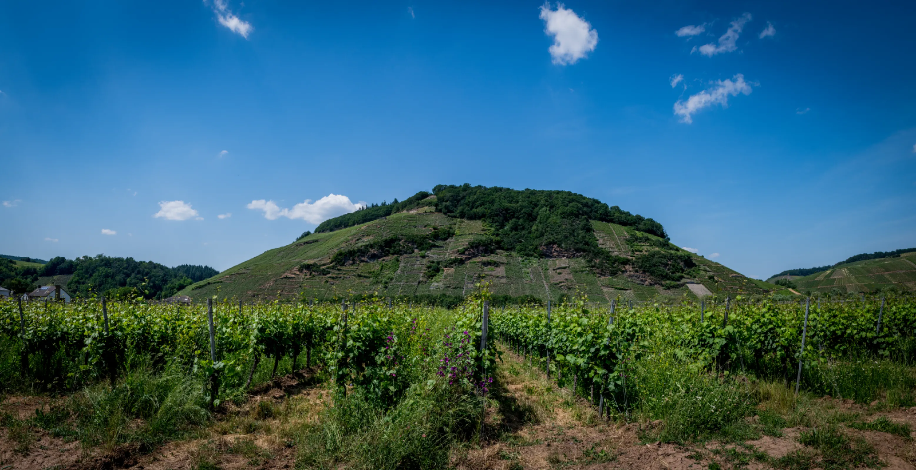 The 'Ayers Rock' of the Mosel valley: The Thörnicher Ritsch. Unique Riesling wines are coming from here.