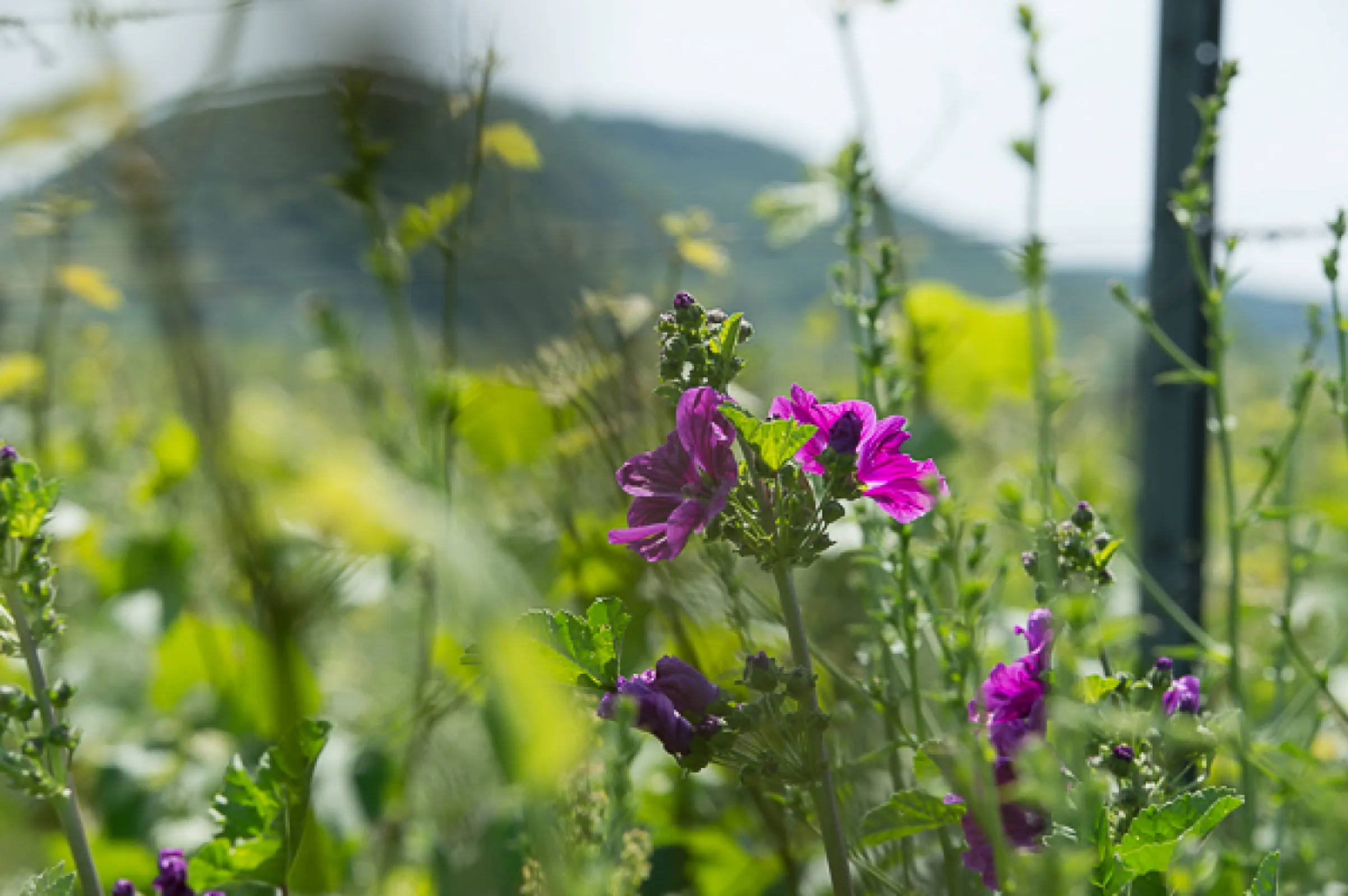 Sustainability and Nature are very important for our work in the vineyards