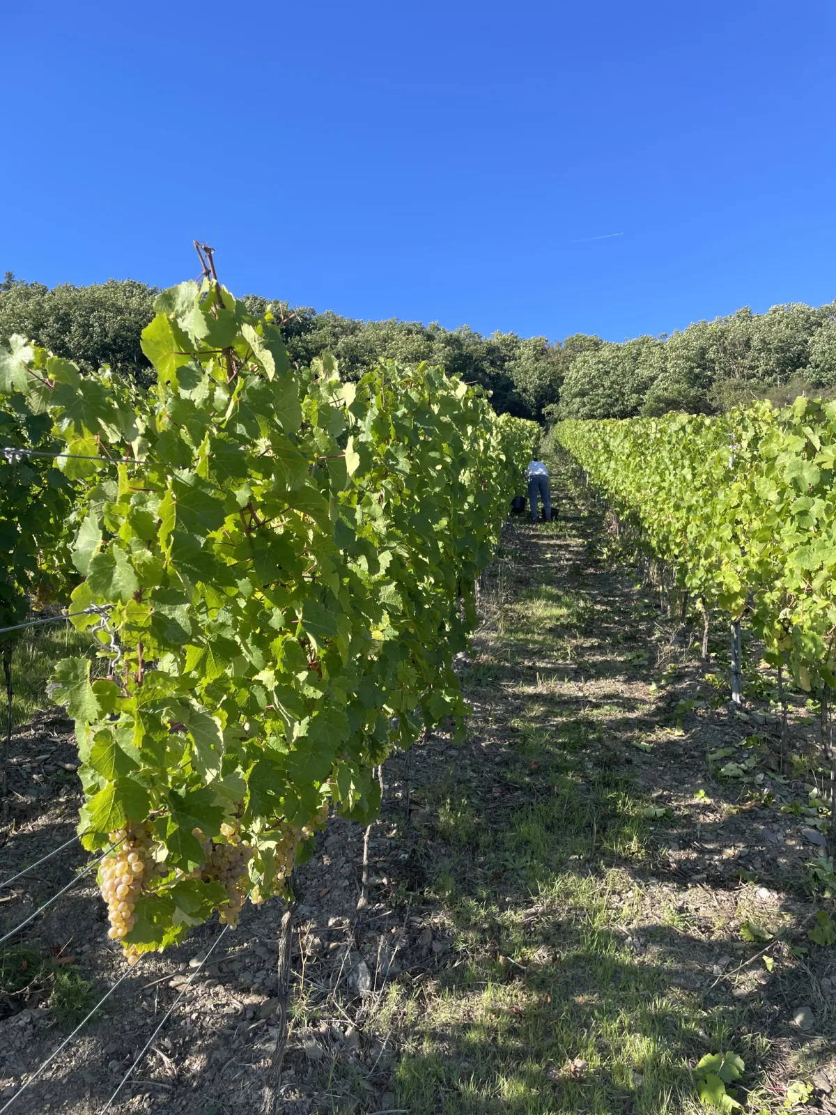 Riesling grapes just before the harvest
