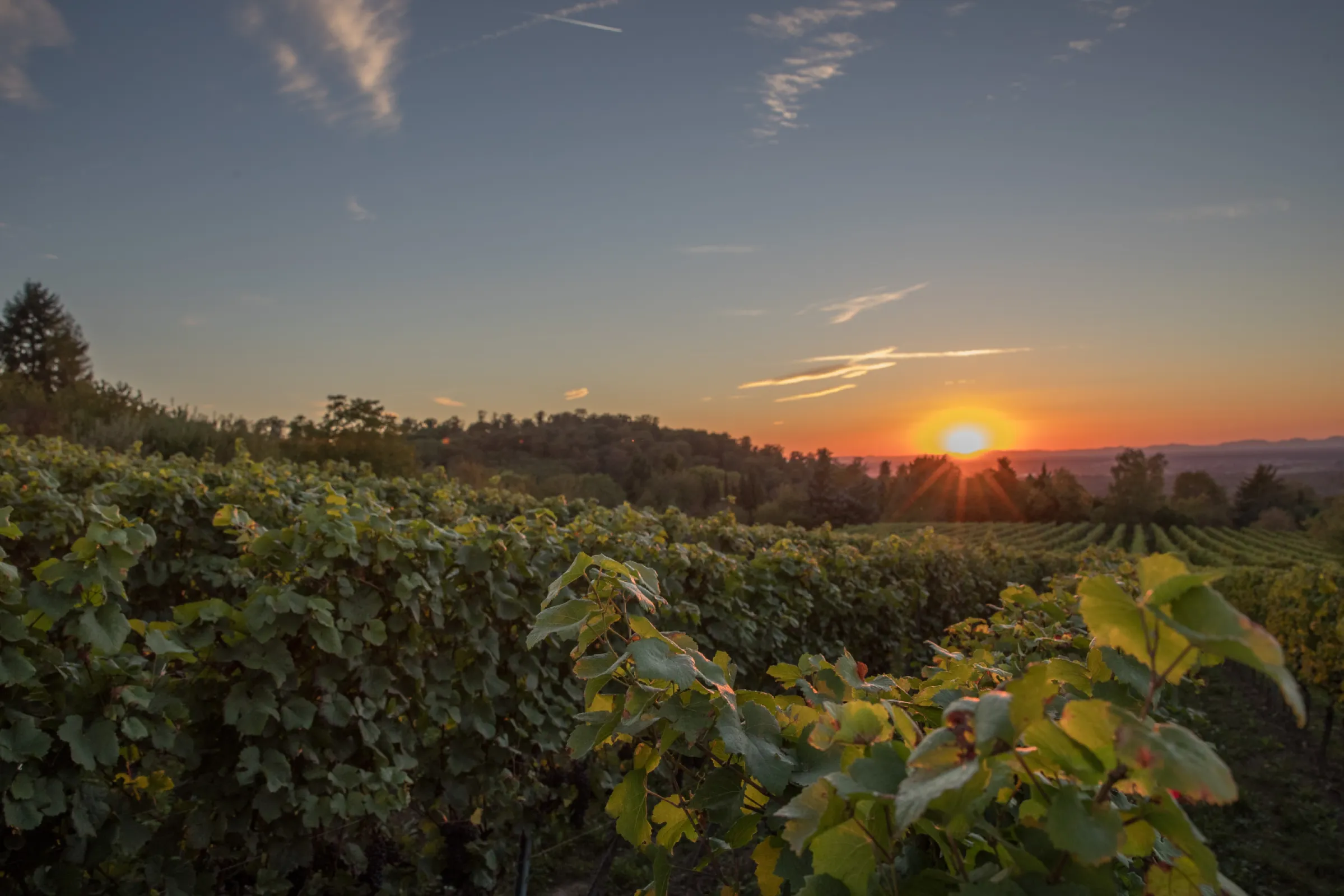 view from WEIHERBERG