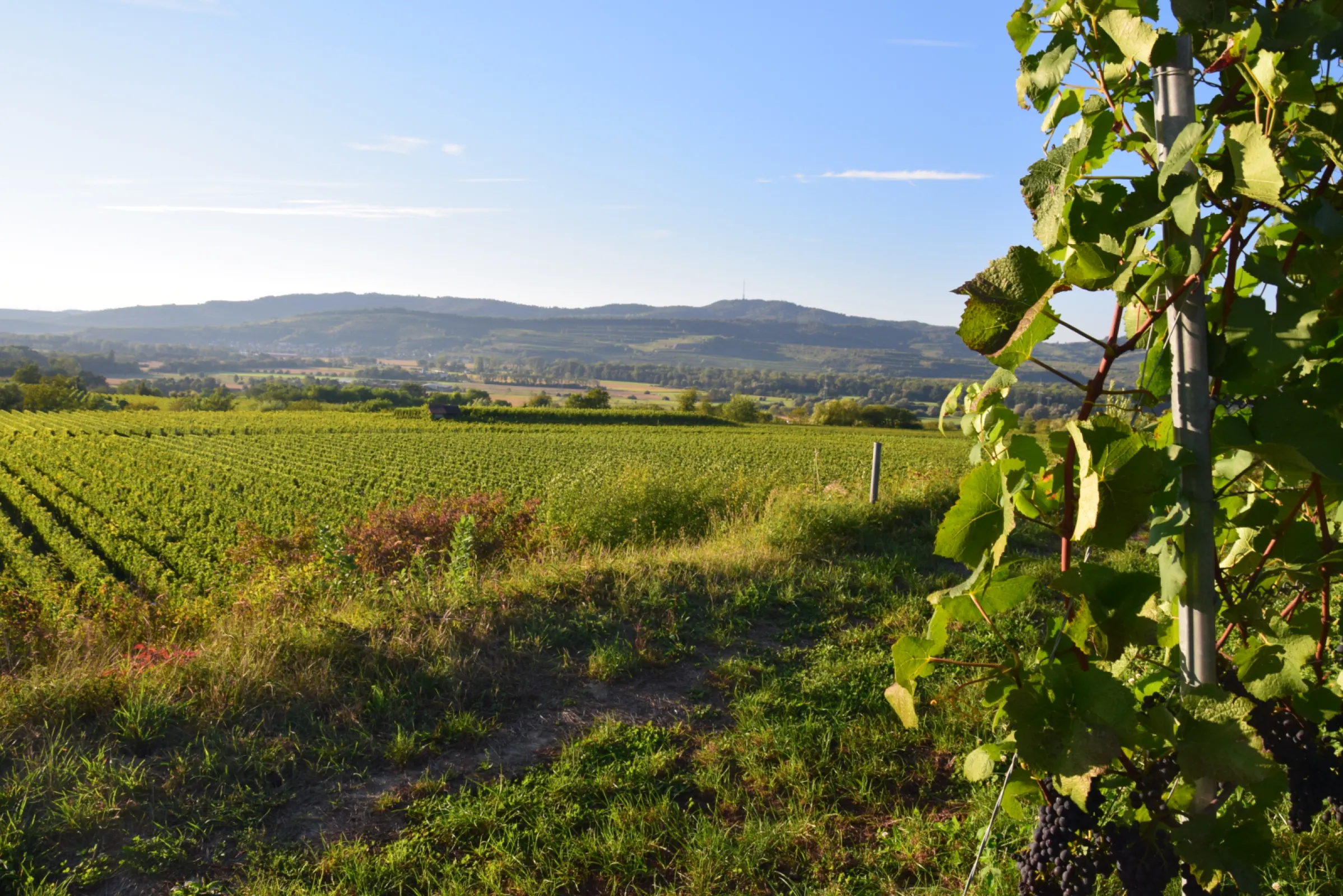the Tuniberg vineyard in Germany