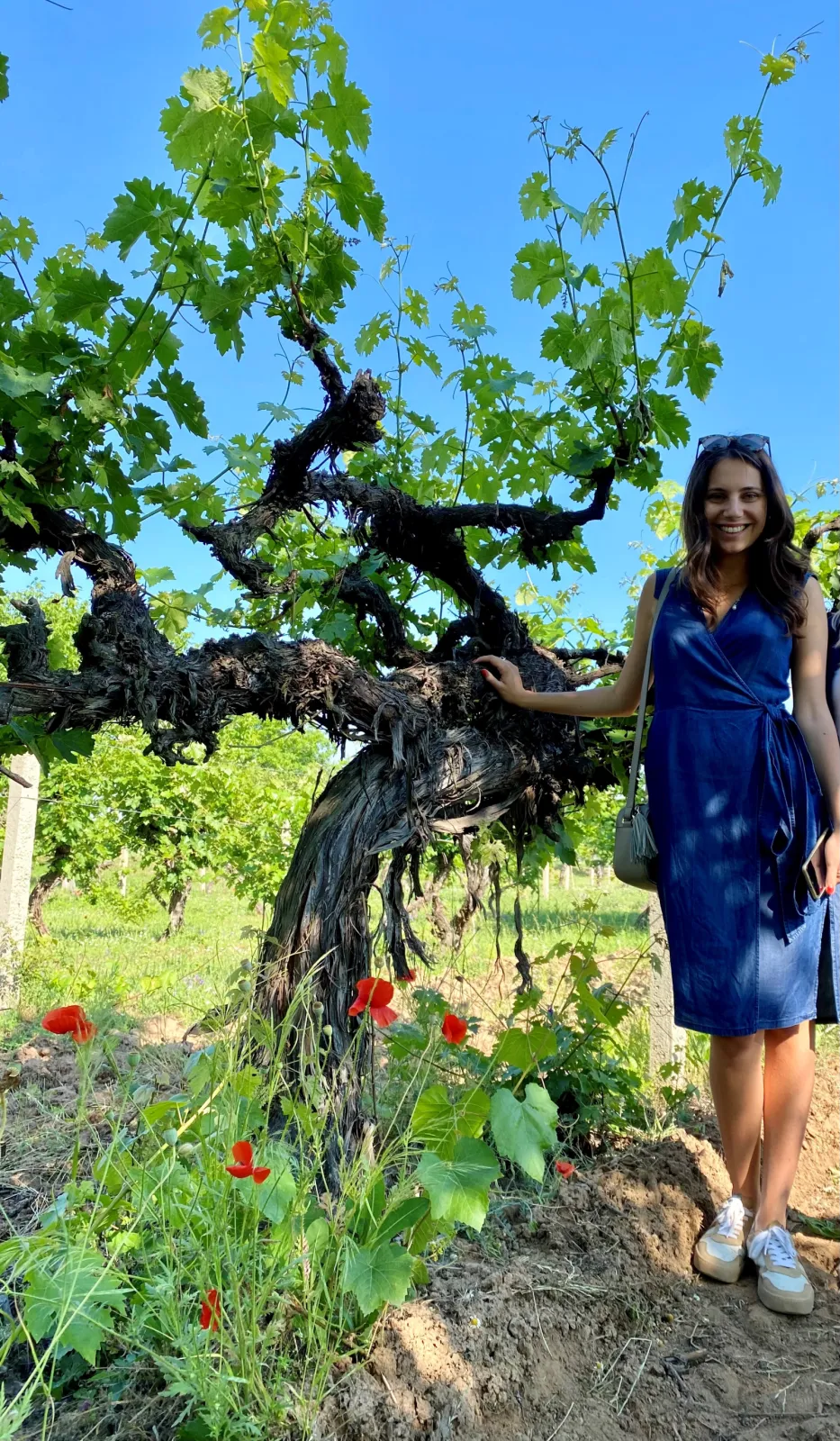 Our Old Vines of Cabernet Sauvignon (older than 70 years)