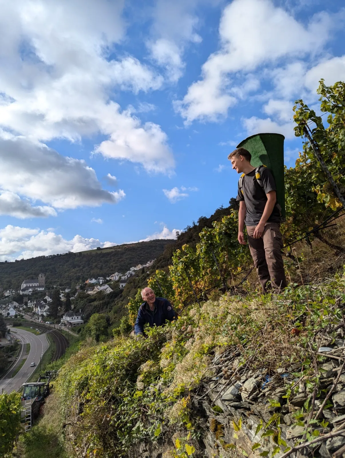 Grape Harvest Oelsberg