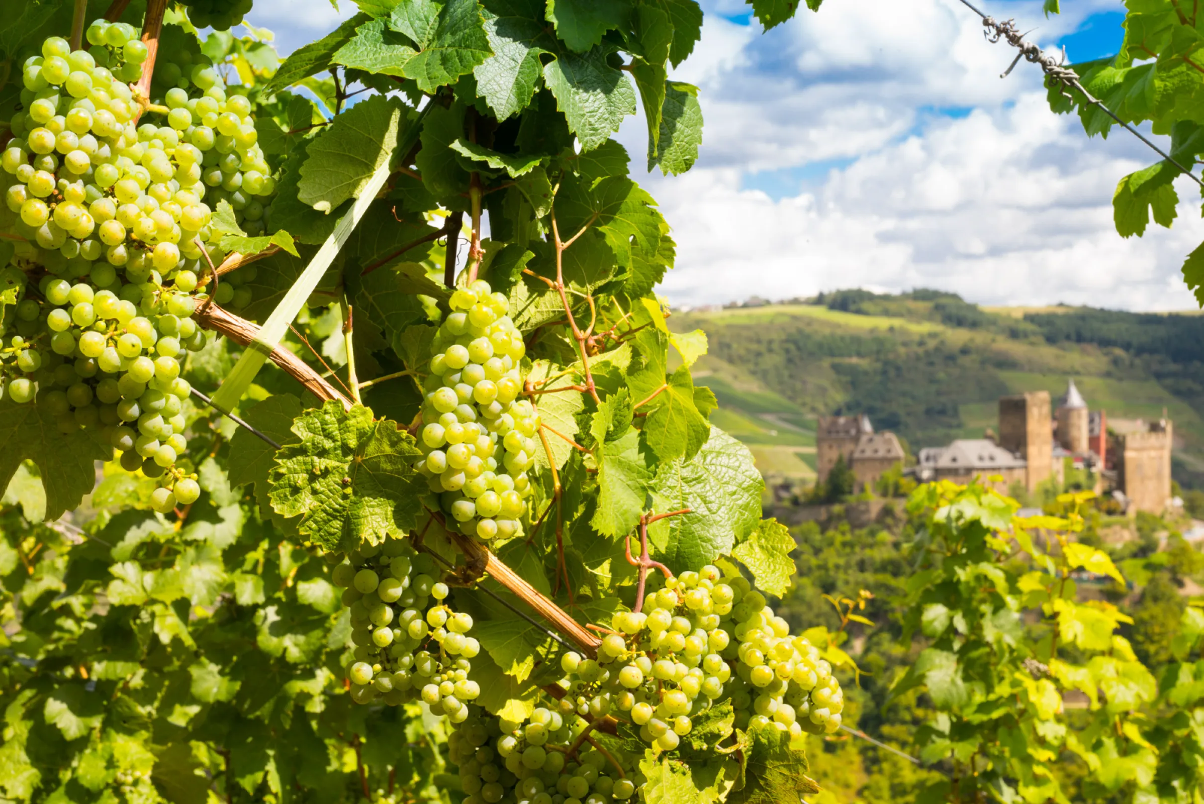 Riesling grapes and Castel Schoenburg
