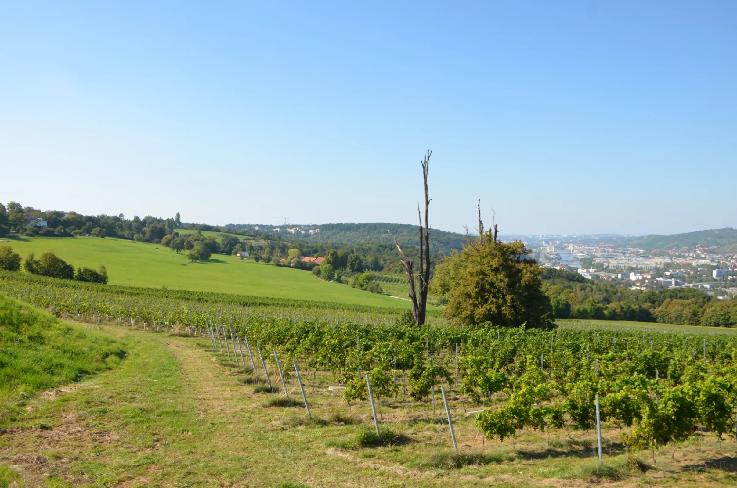 View of Domäne Weil and its vineyards.