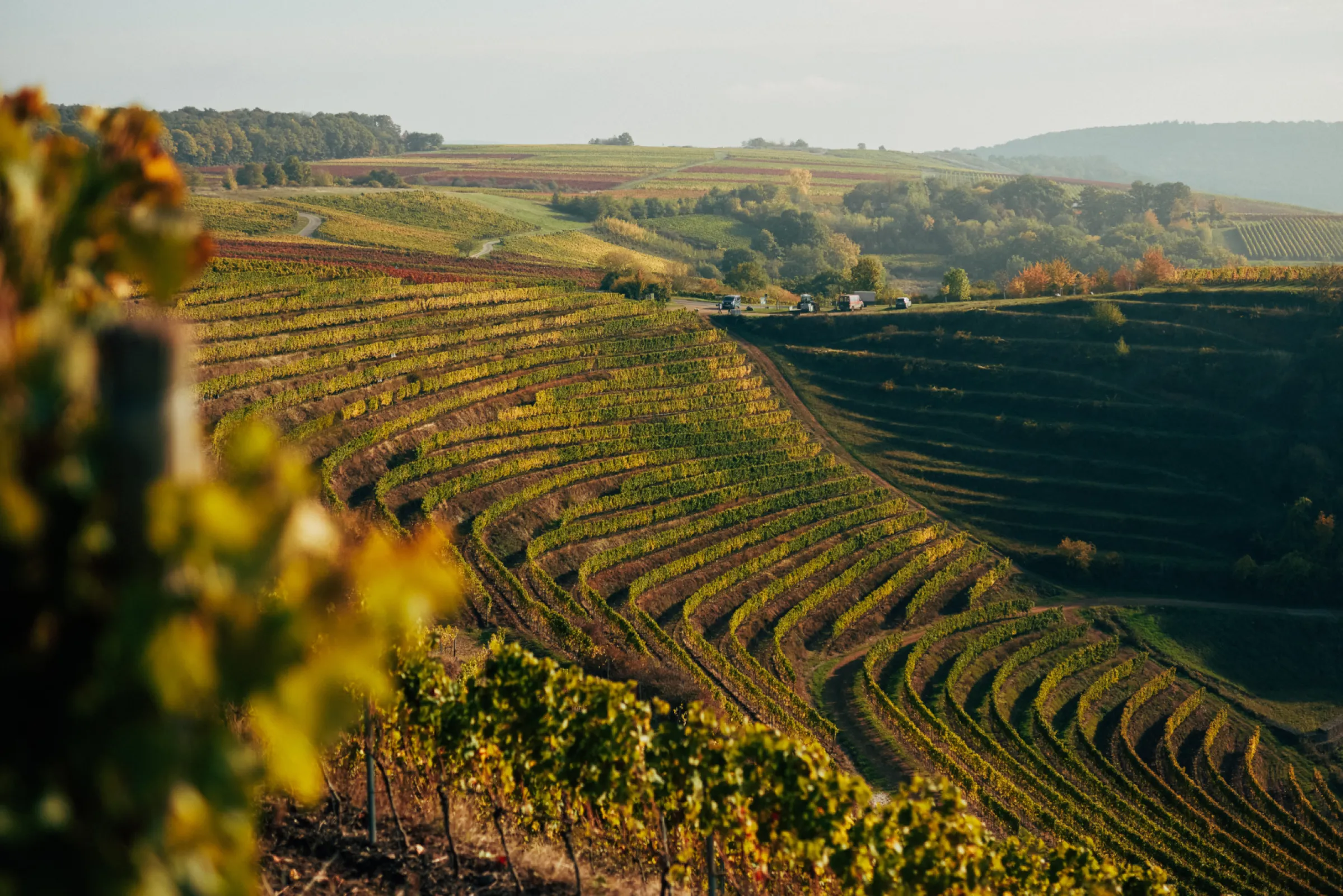 VINEYARD JOHANNISBERG
