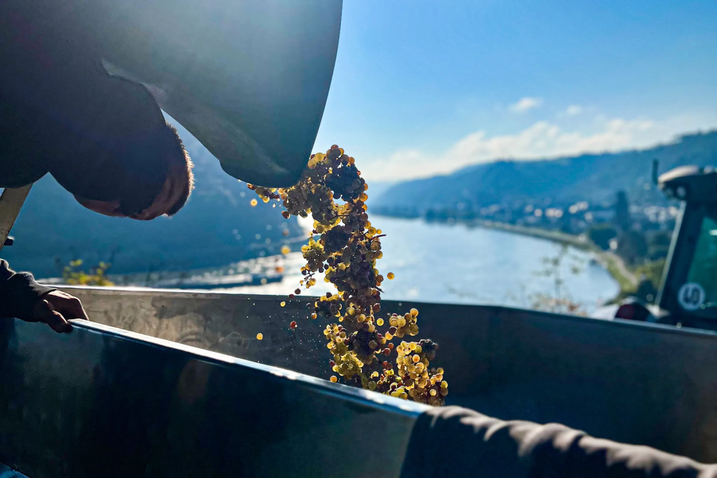 Grape harvest in the 'Oberweseler Oelsberg'
