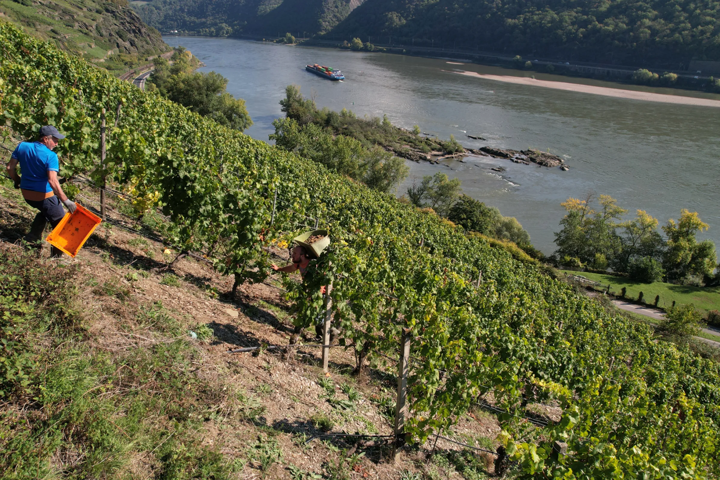 Grape harvest high above the Rhine
