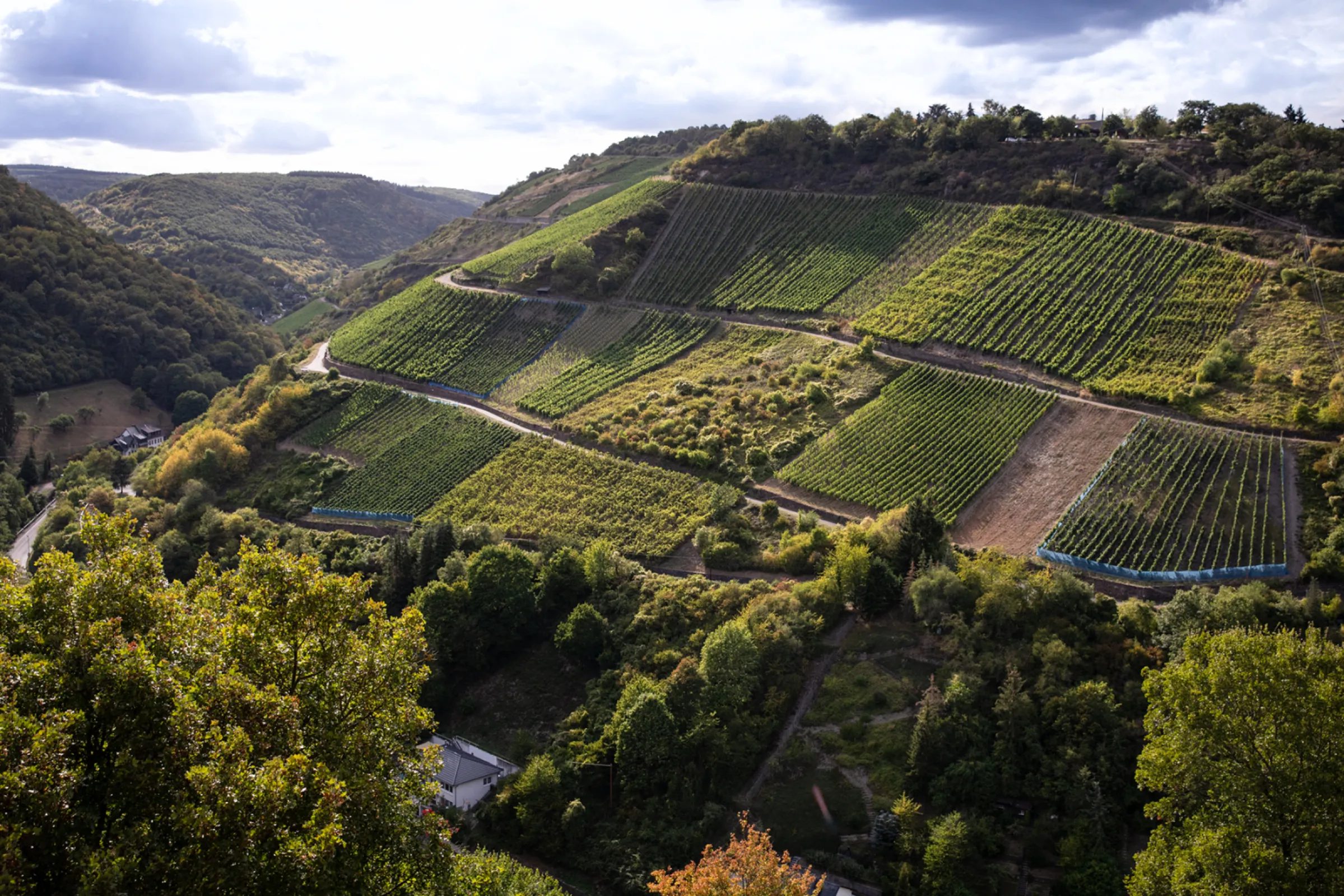 vineyard location ‘Bernstein’