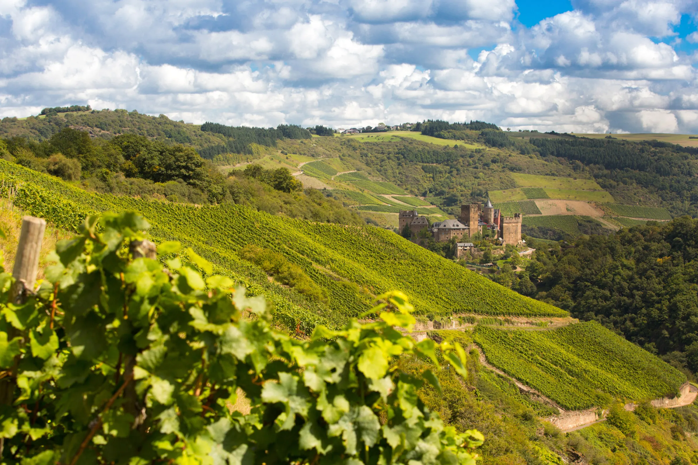 vineyard location ‘Bernstein Am Lauerbaum’