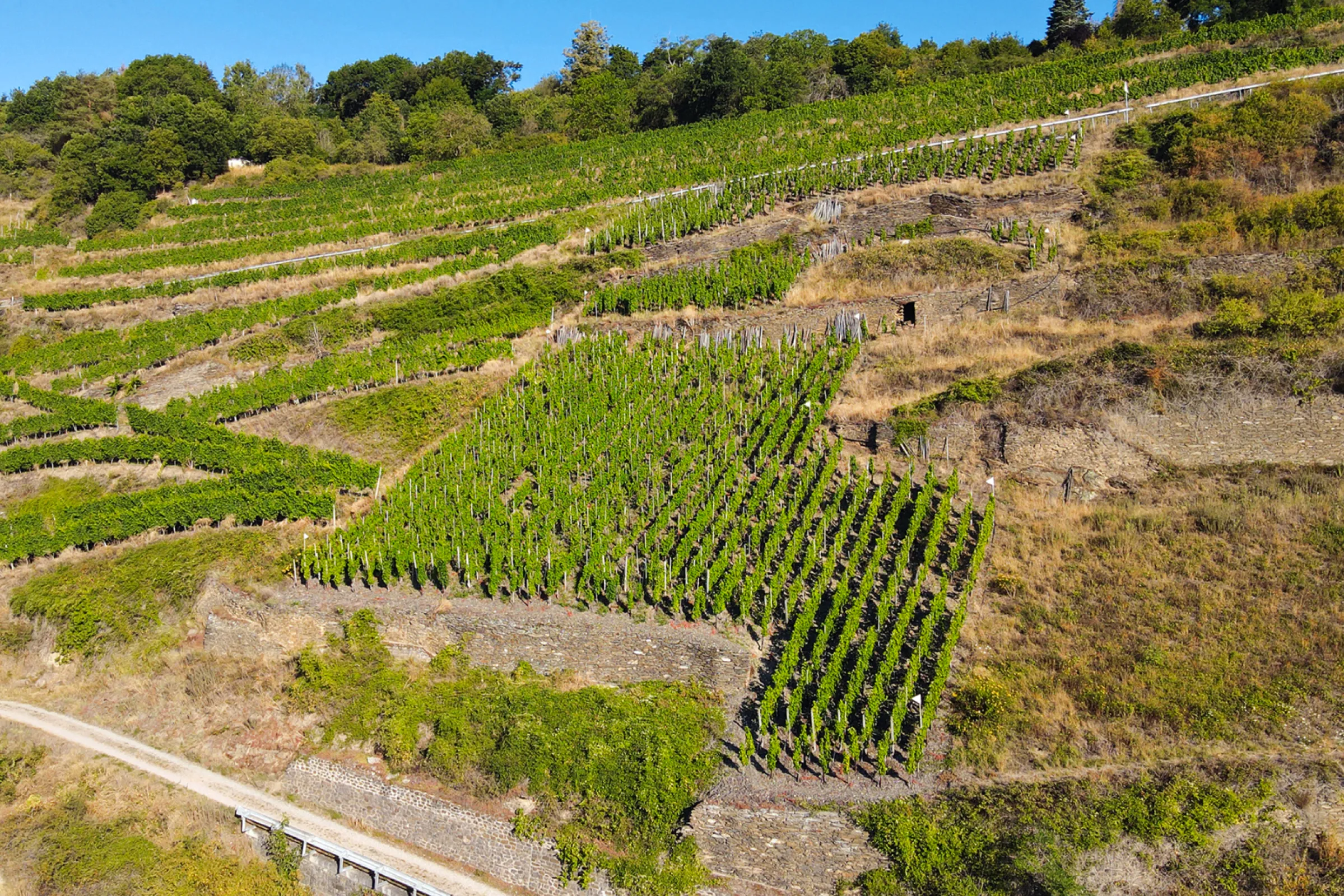 vineyard location ‘In der Rheinhell’