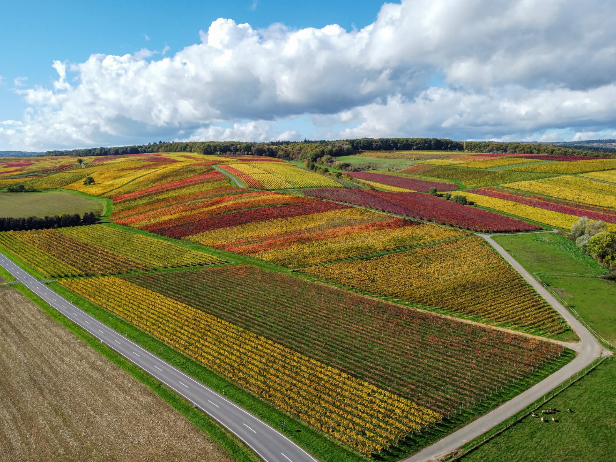 Windesheimer Rosenberg vineyard