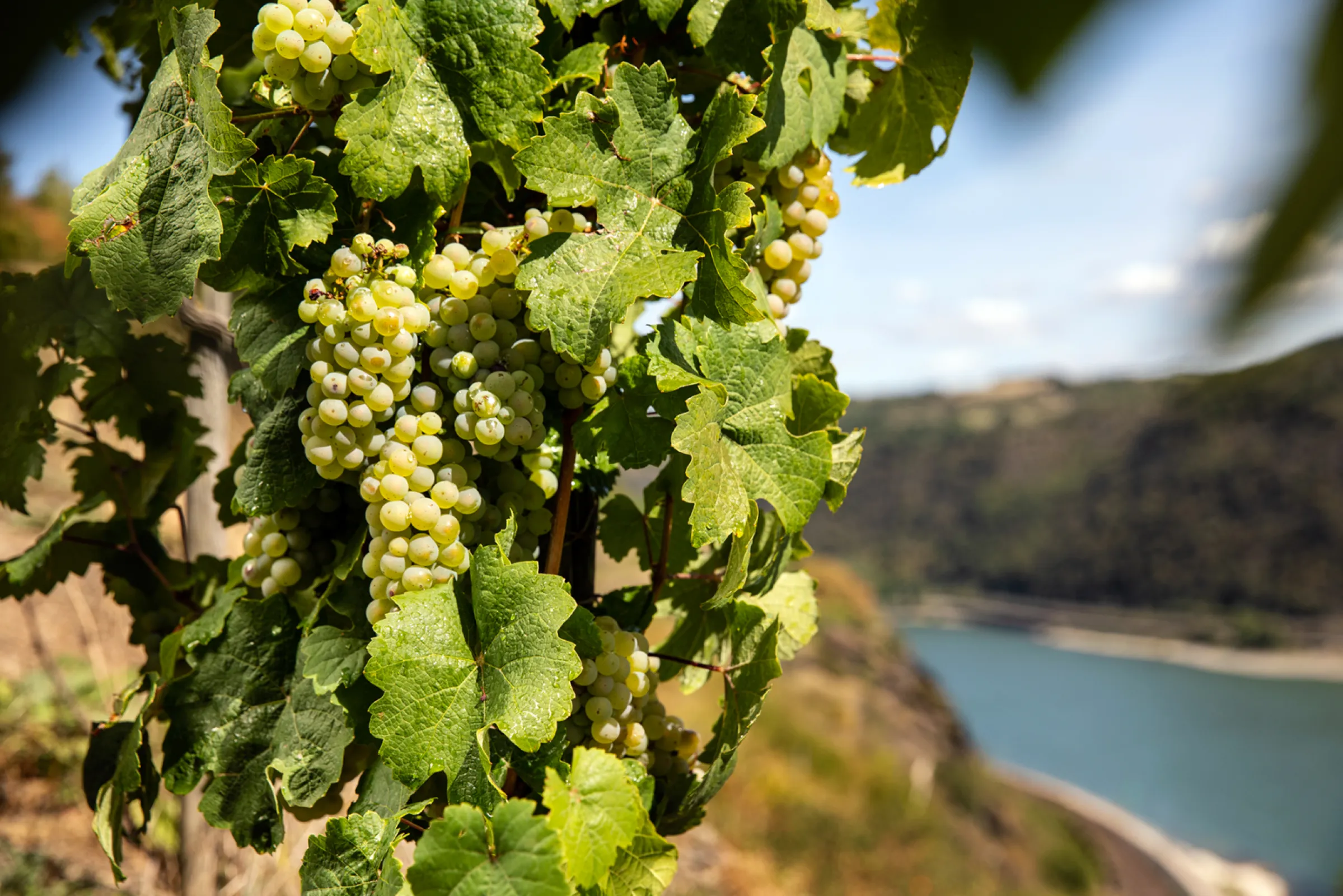 Ripe grapes in the vineyard ‘In der Rheinhell’