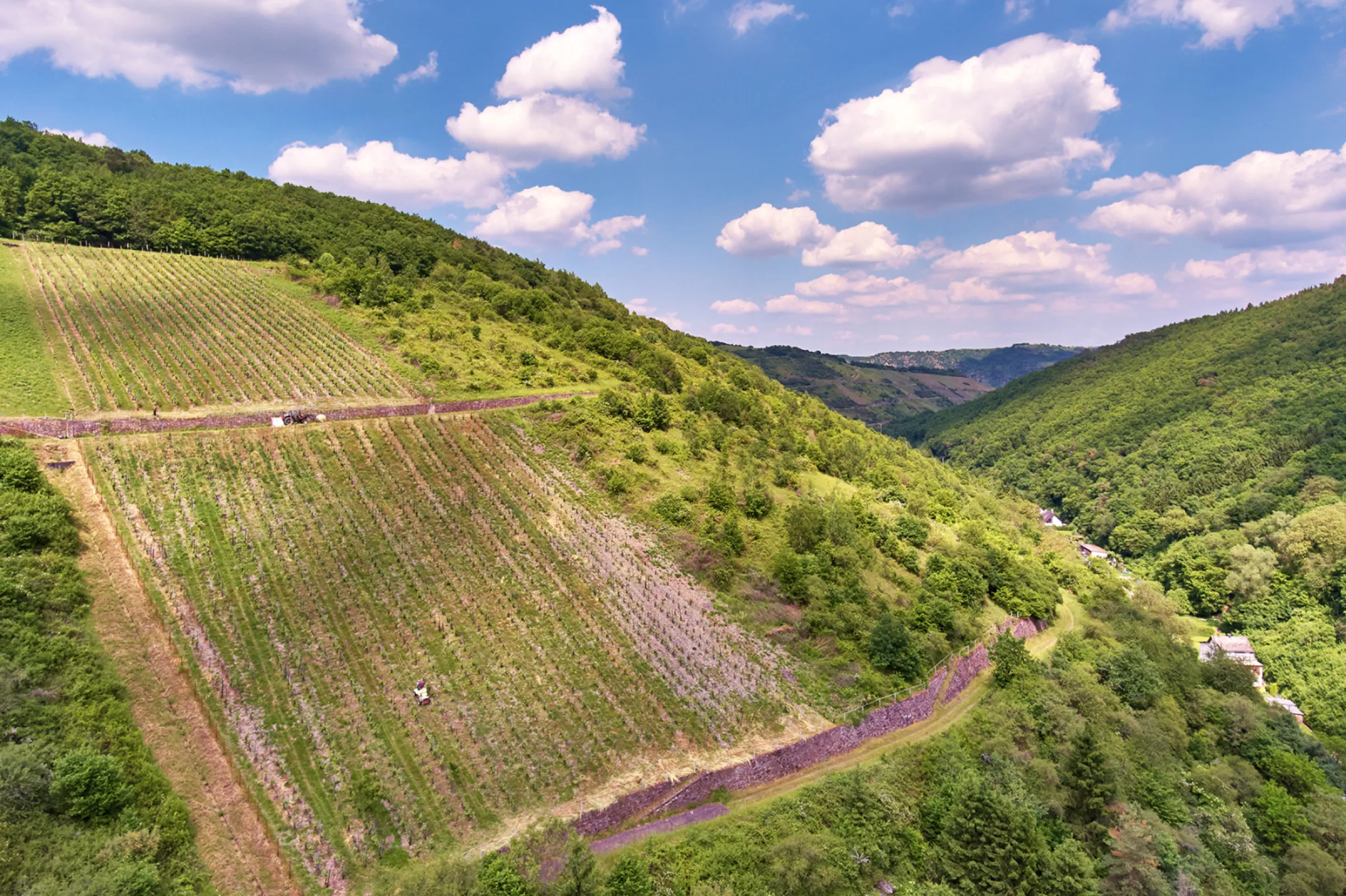 vineyard location ‘Engehöller Goldemund’