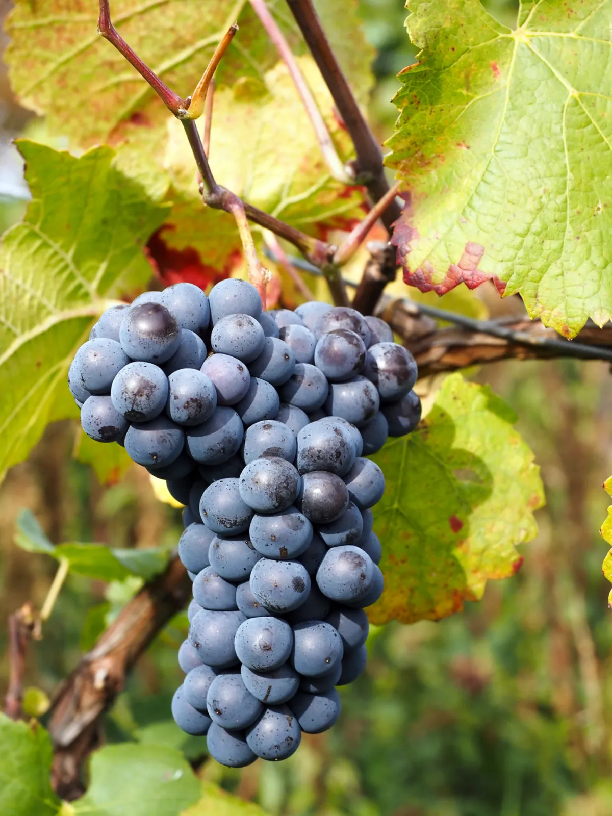 Pinot noir grape
