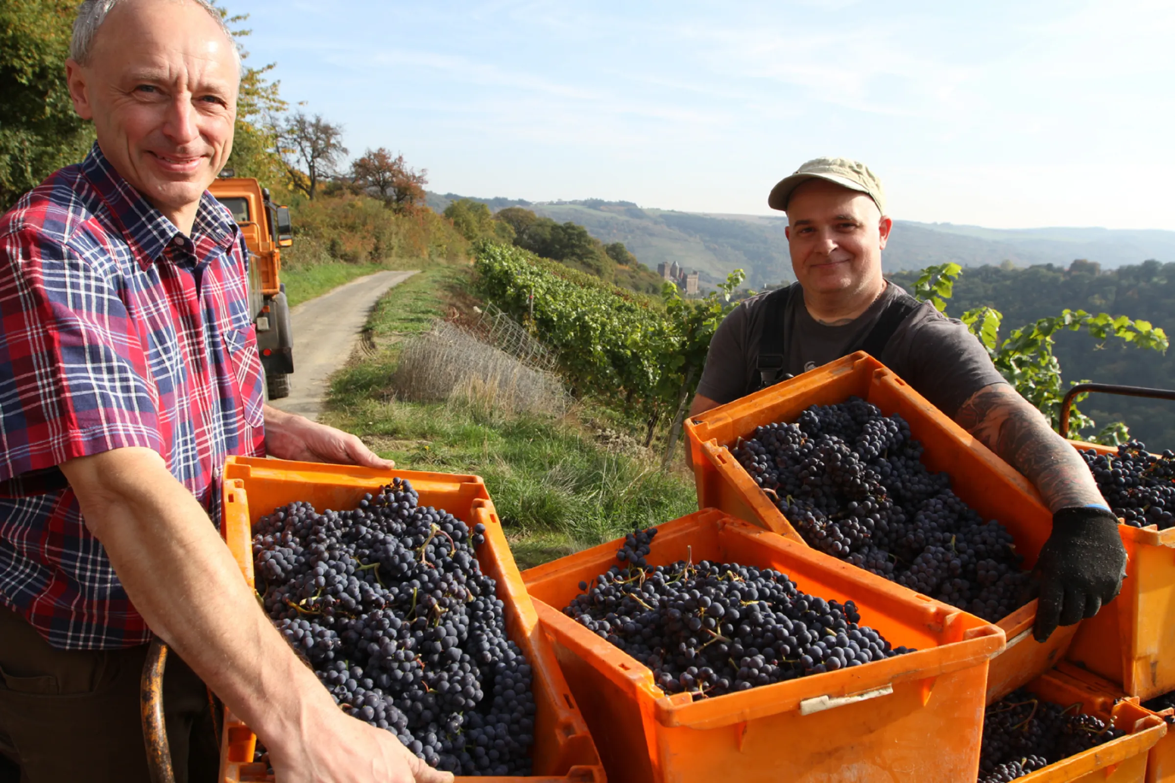 Grape harvest at the ‘Bernstein’