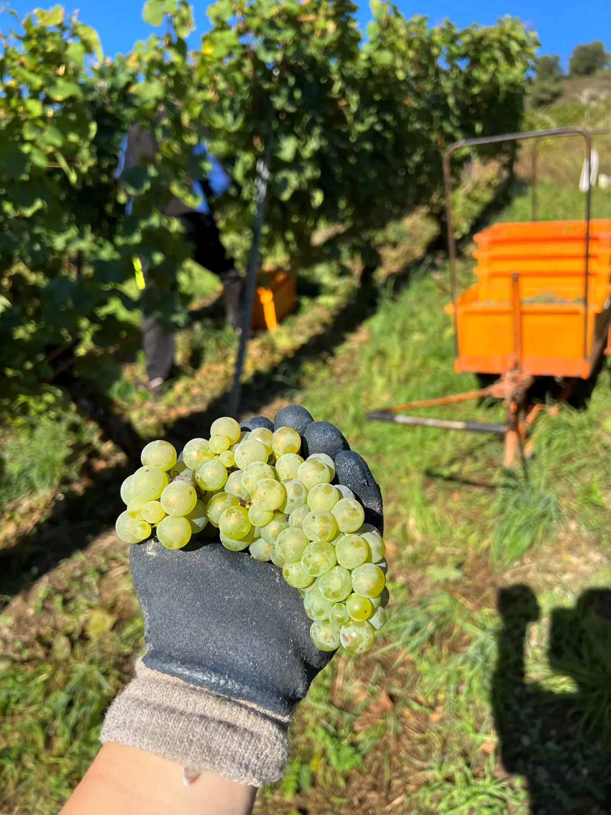 Hand-harvested grapes