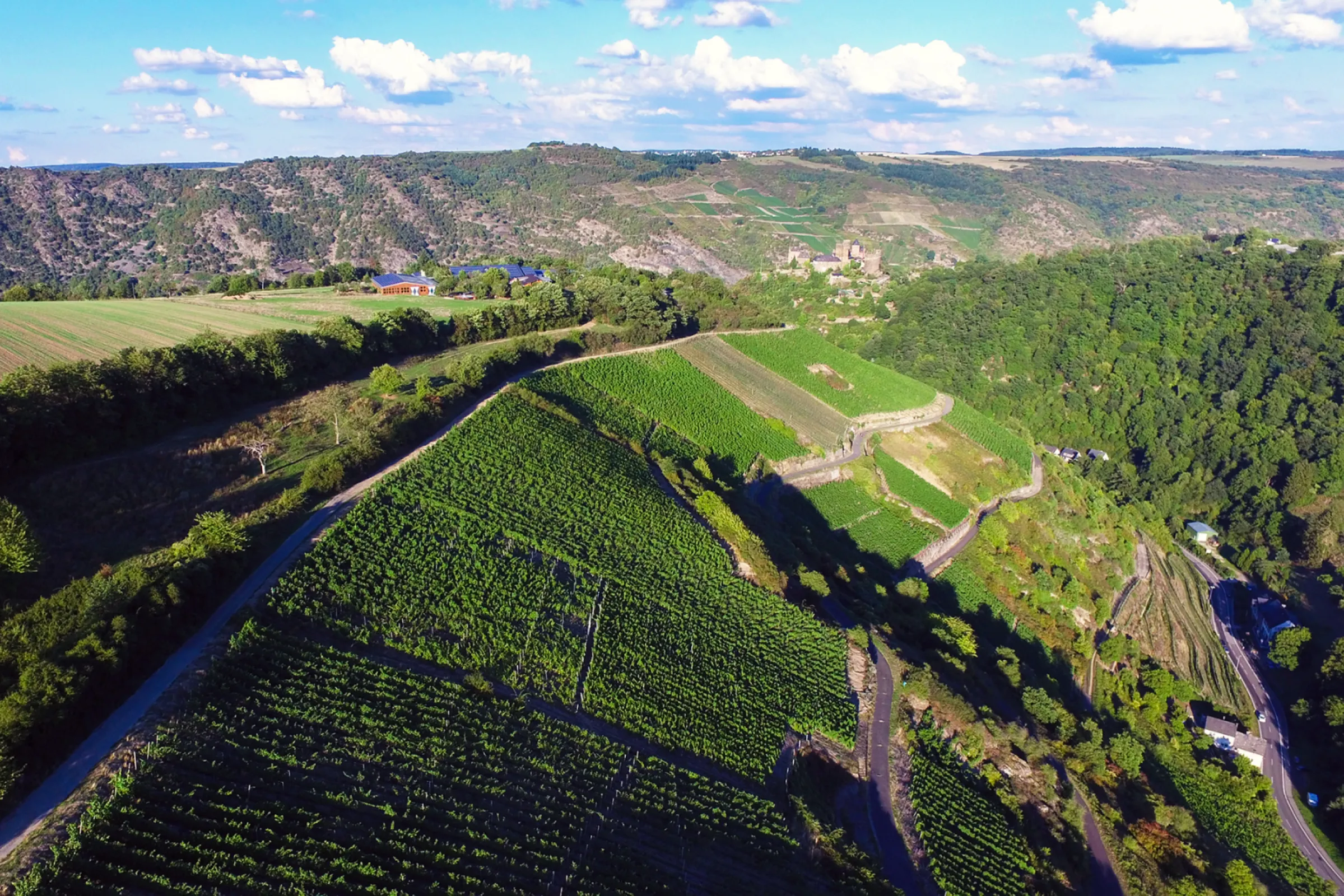 vineyard location ‘Bernstein’