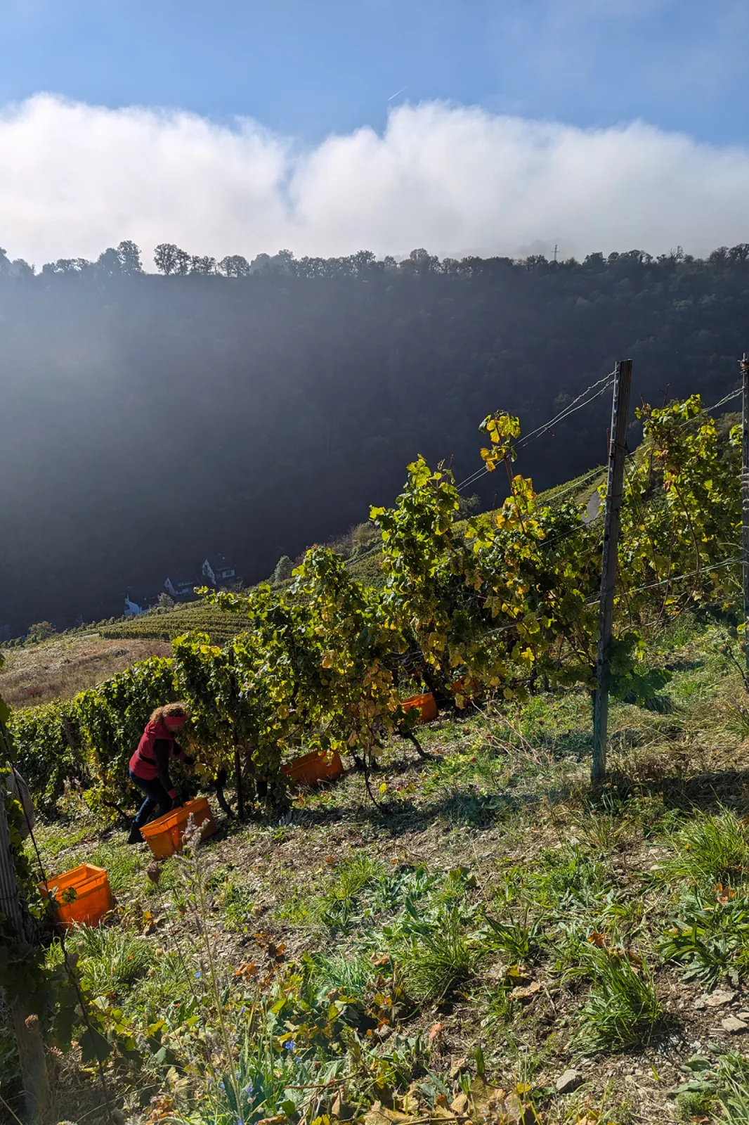 Harvesting by hand in the ‘Engehöller Bernstein’