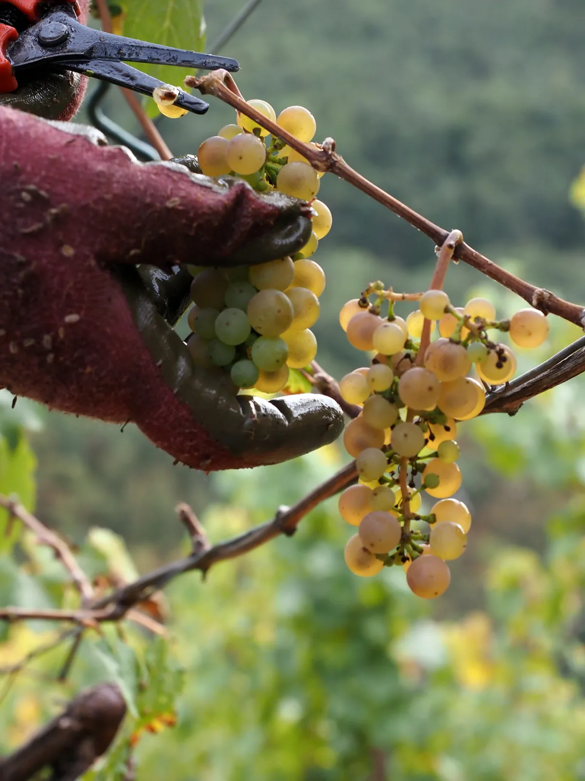 Harvesting by hand