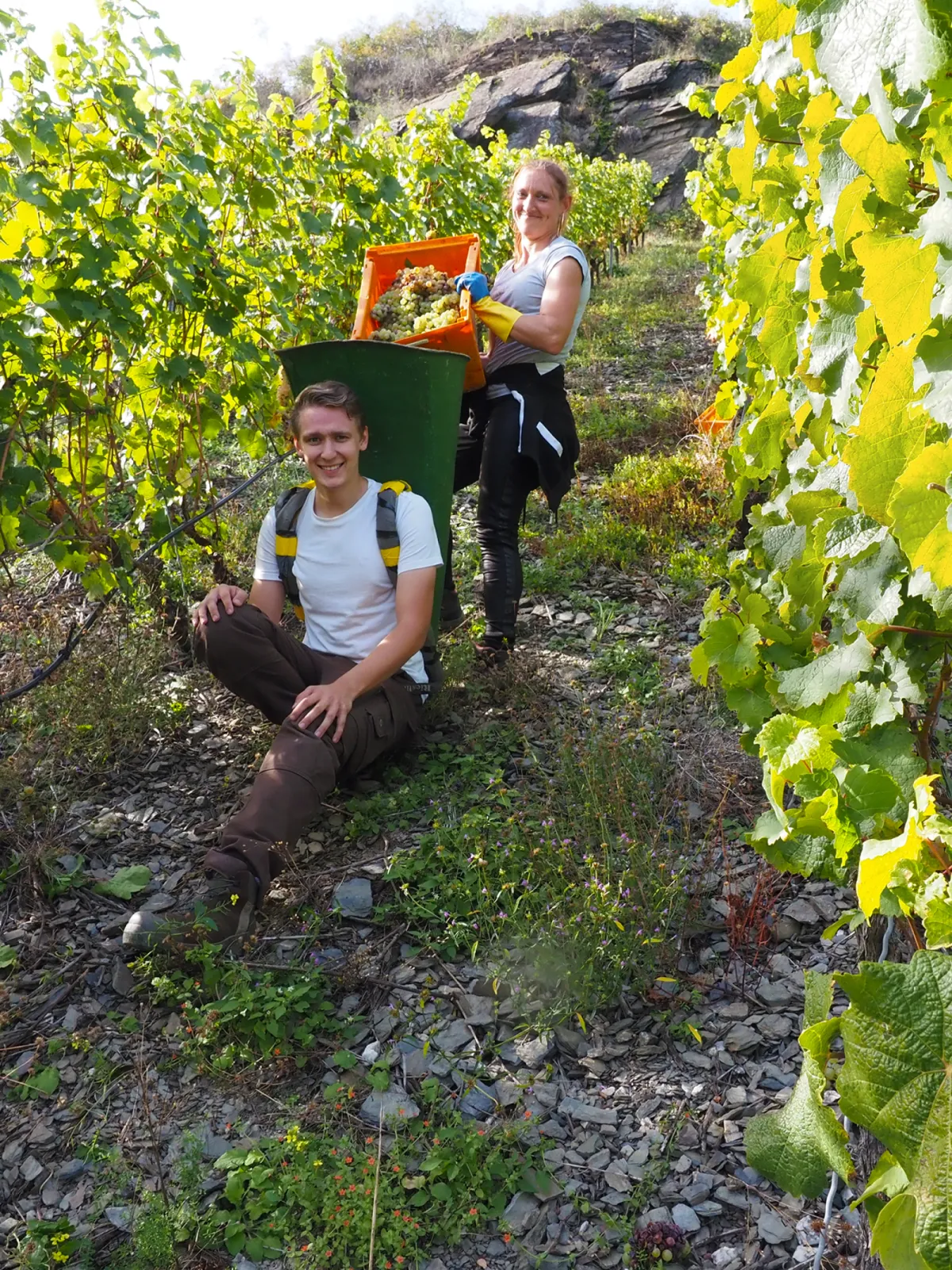 Grape harvest on steep slopes